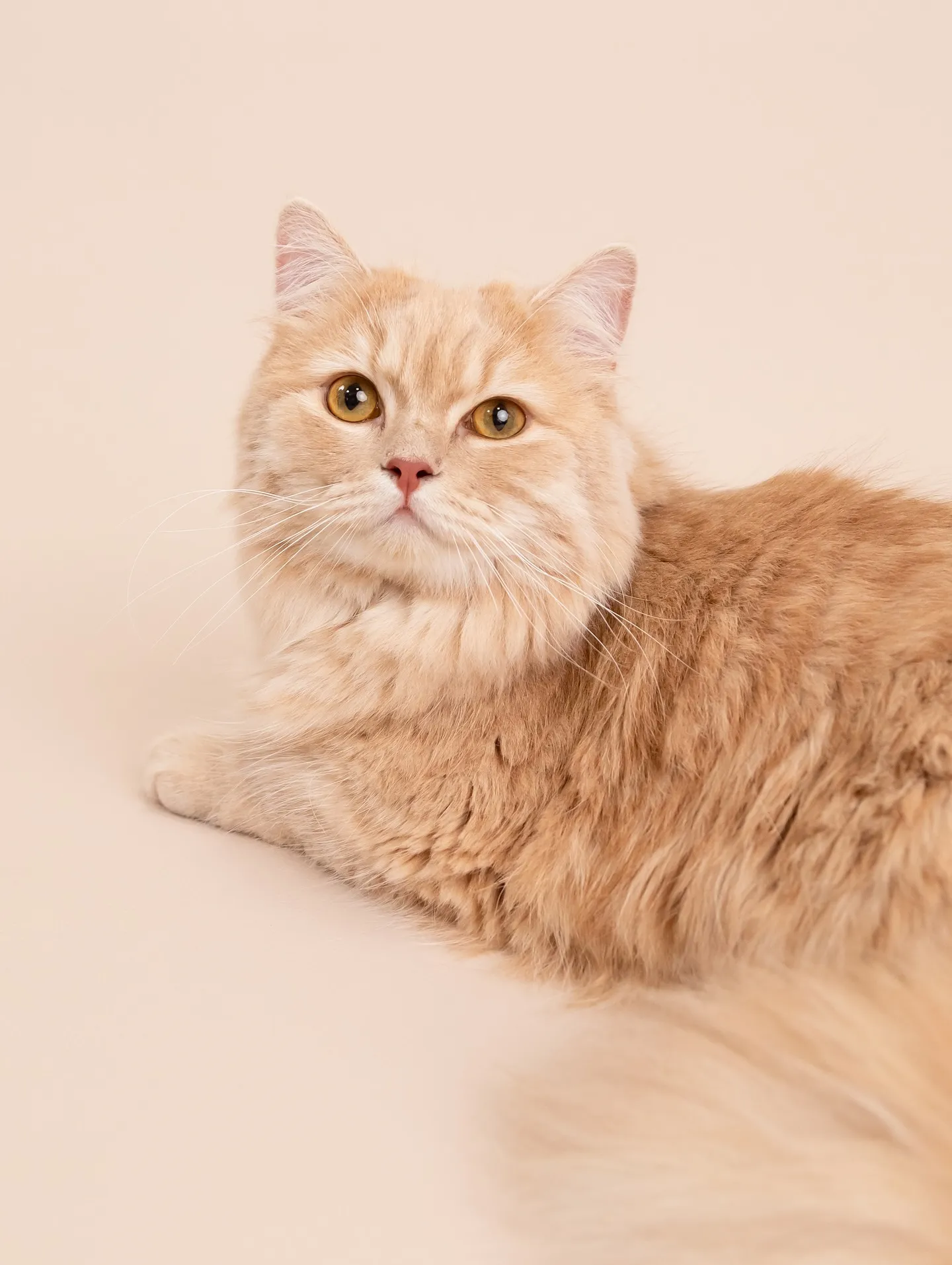 【BEIGE Backdrop Photoshoot】