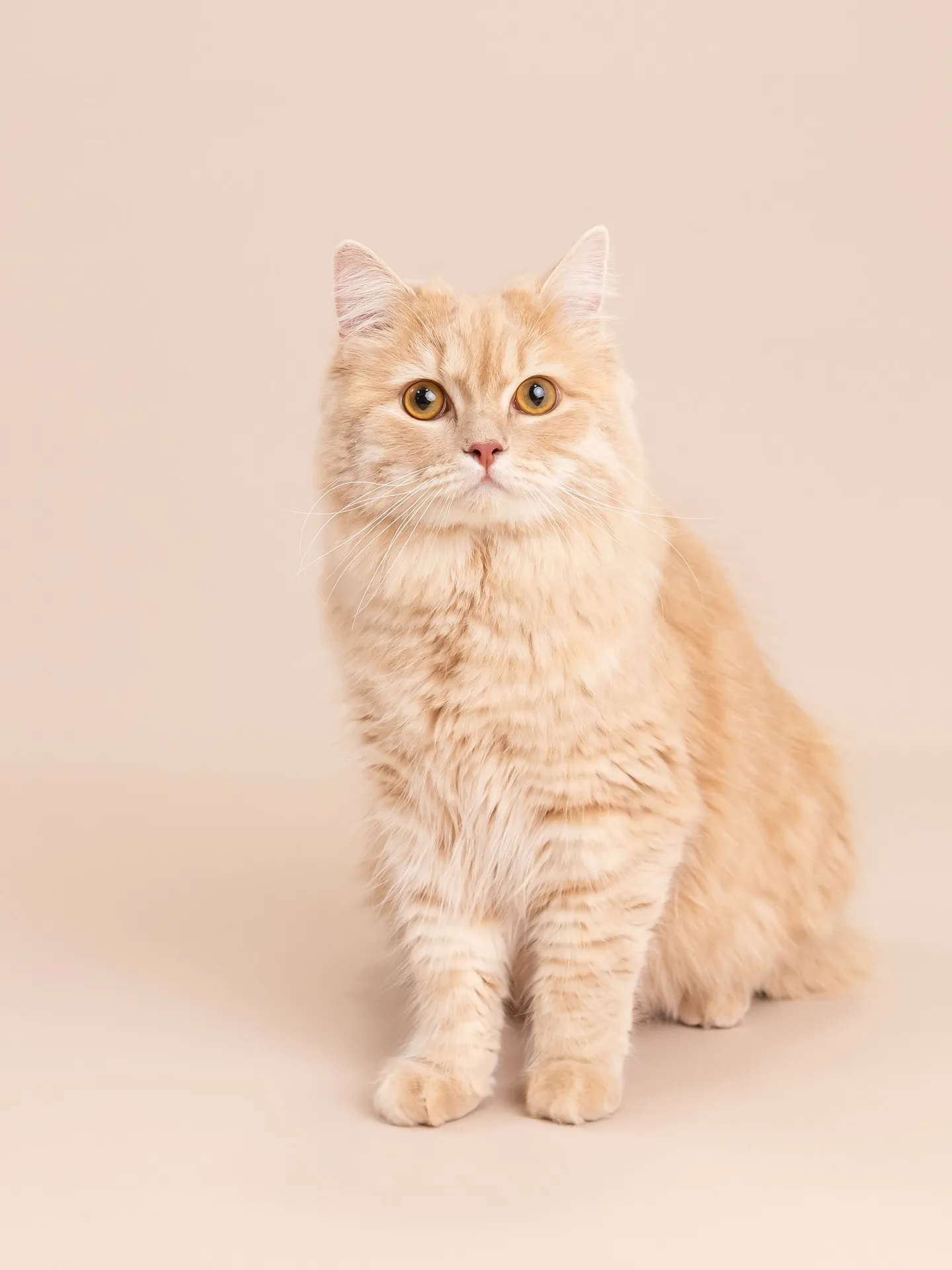 【BEIGE Backdrop Photoshoot】