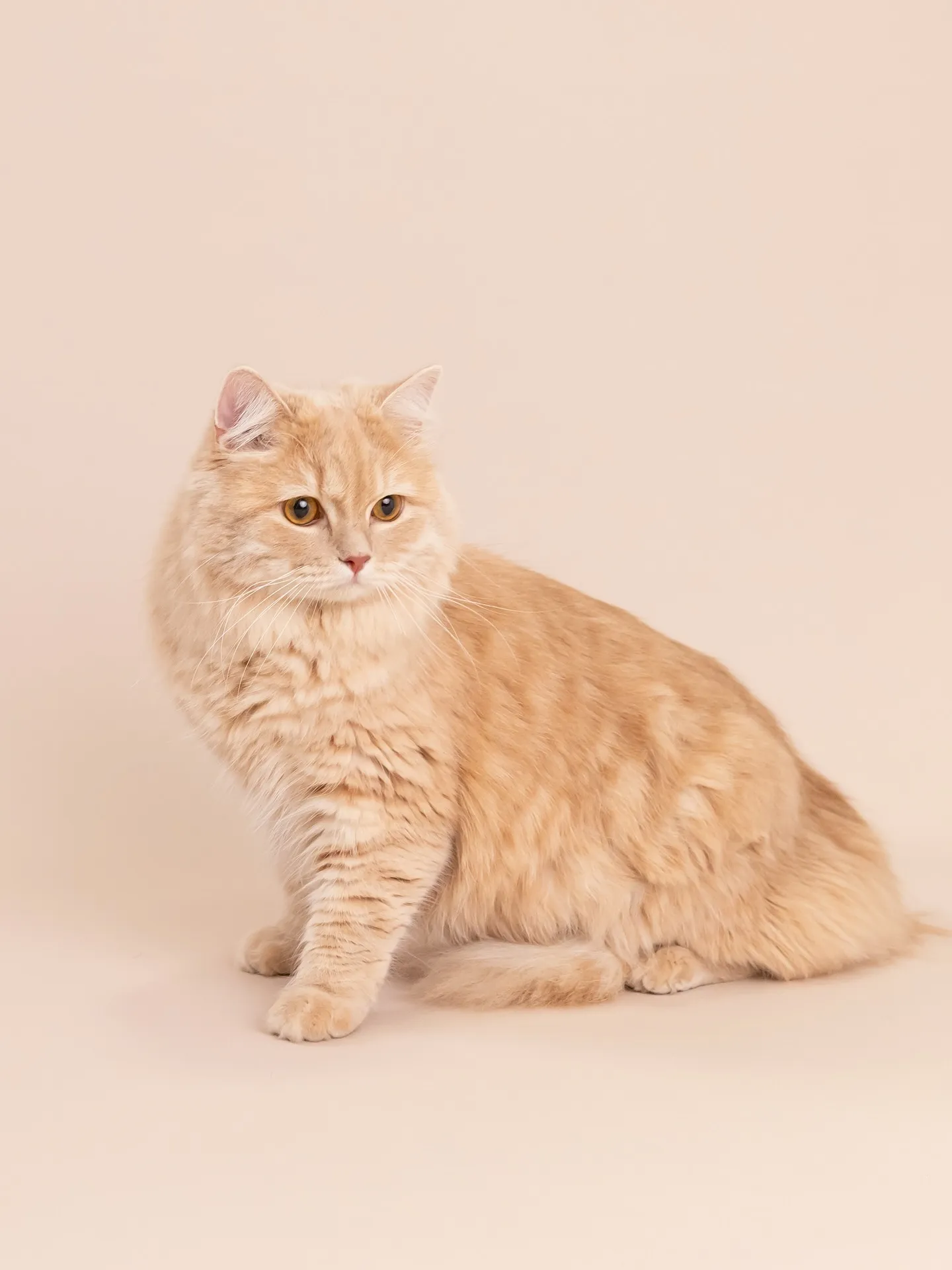 【BEIGE Backdrop Photoshoot】