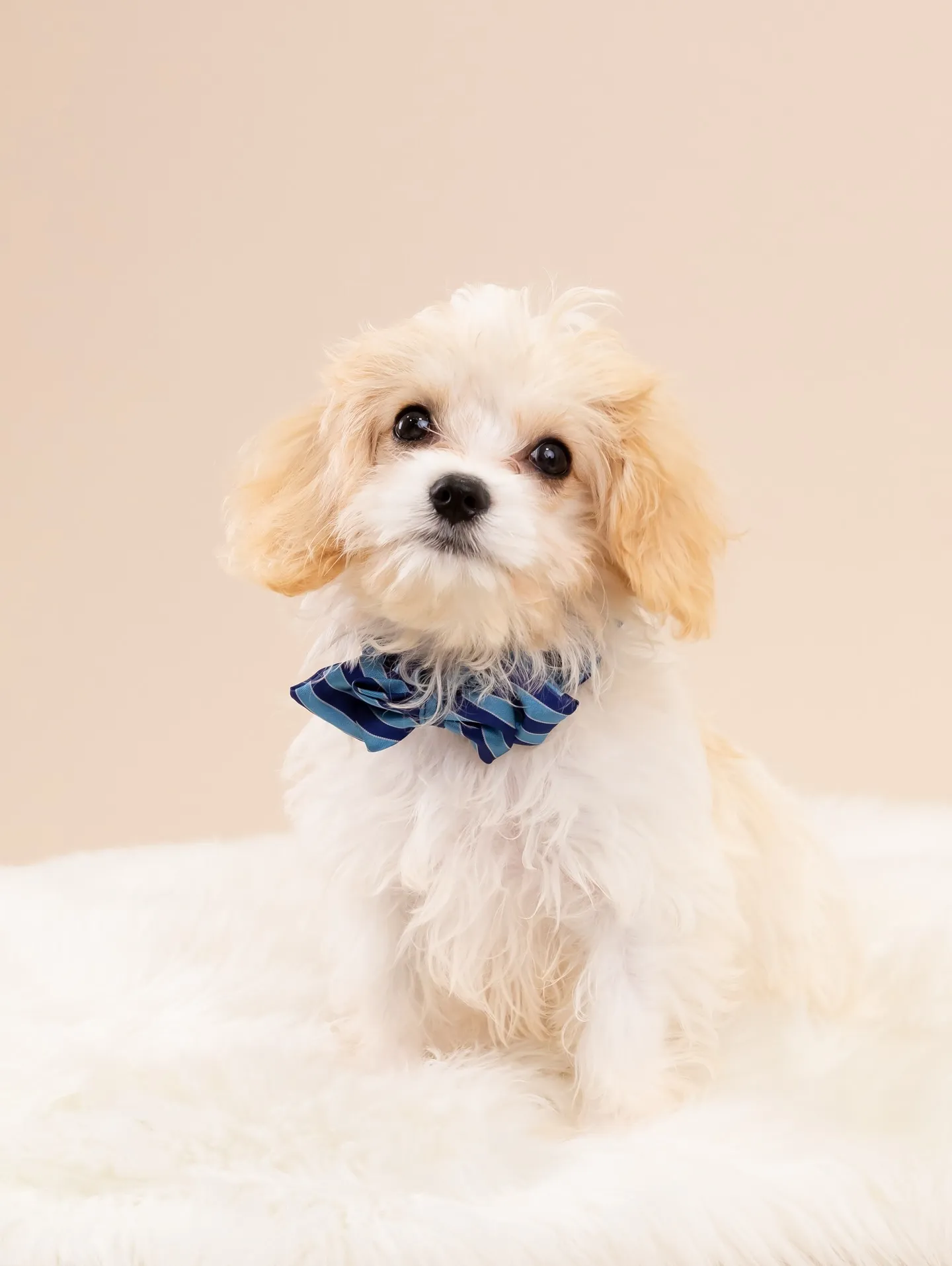 【BEIGE Backdrop Photoshoot -So...