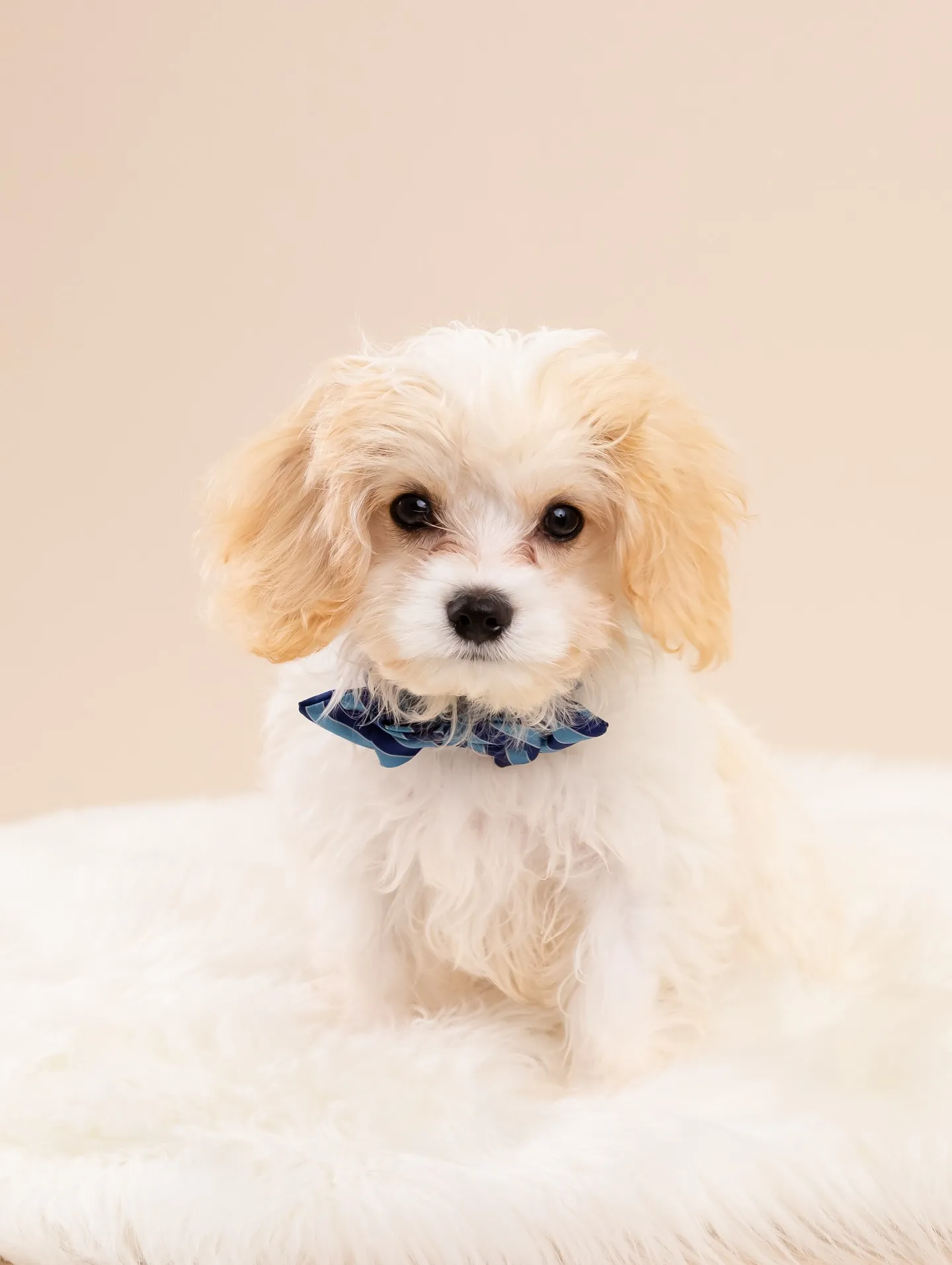 【BEIGE Backdrop Photoshoot -So...