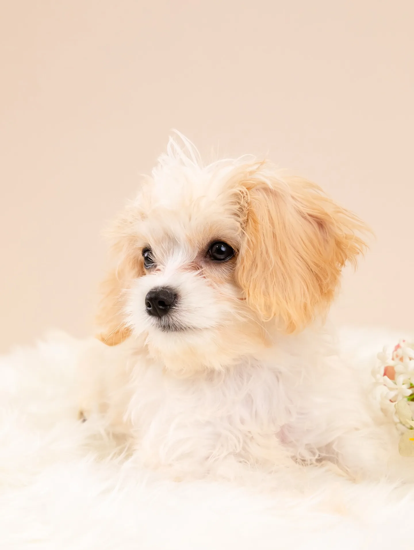 【BEIGE Backdrop Photoshoot -So...