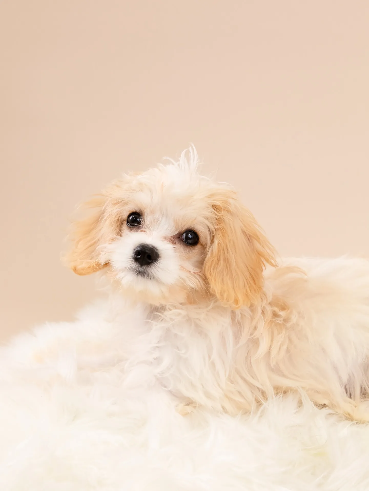 【BEIGE Backdrop Photoshoot -So...