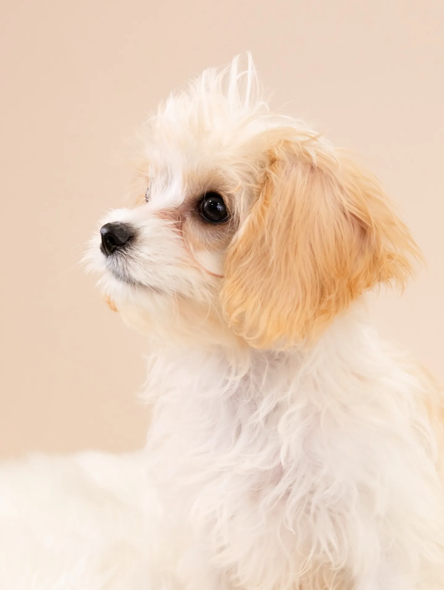 【BEIGE Backdrop Photoshoot -So...