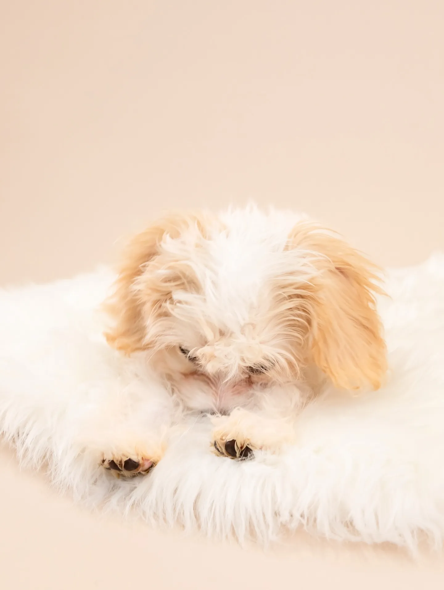 【BEIGE Backdrop Photoshoot -So...