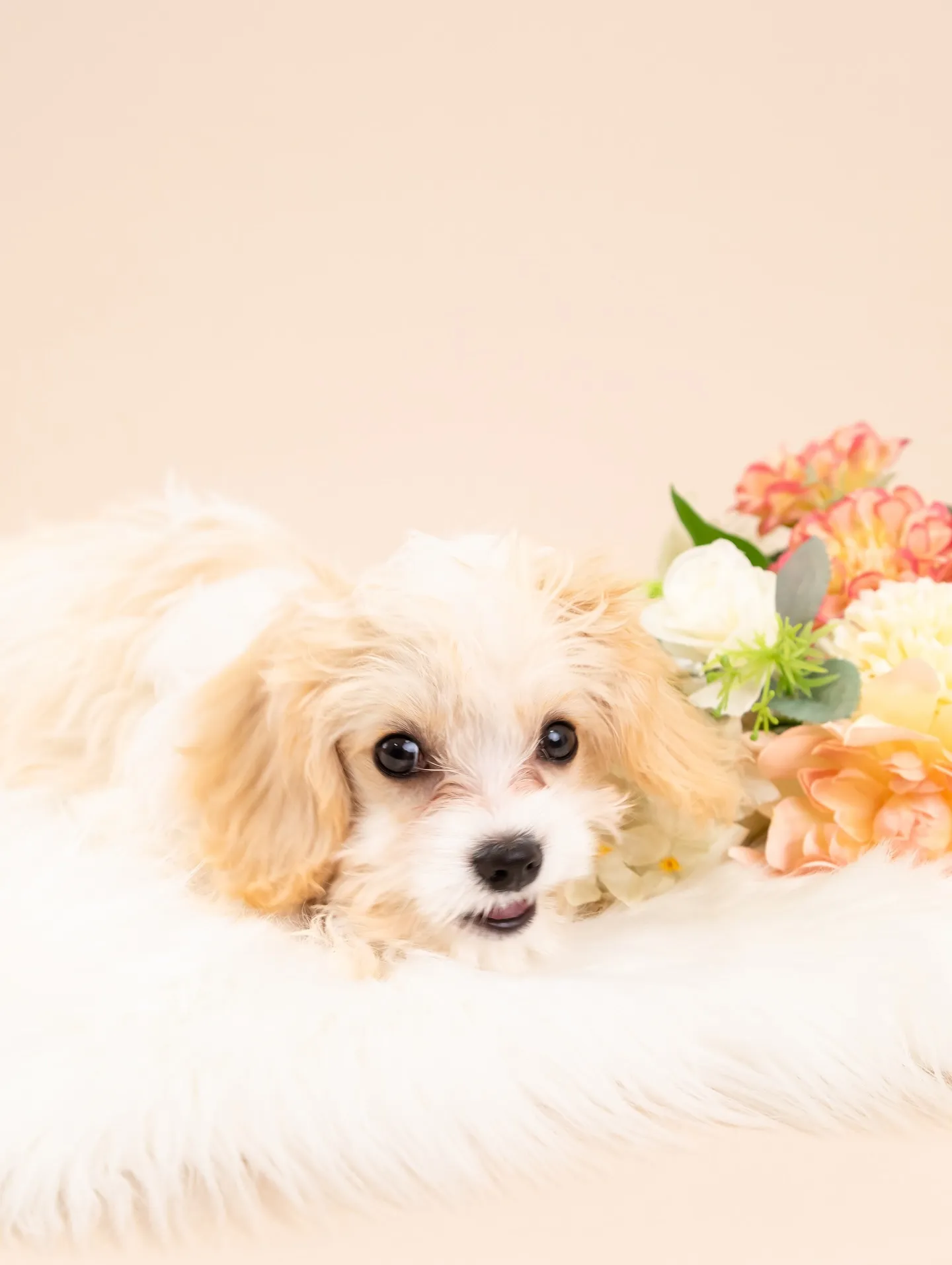 【BEIGE Backdrop Photoshoot -So...