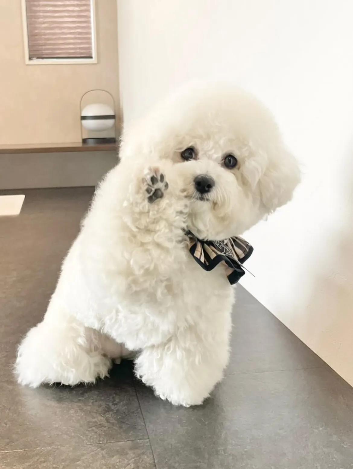 【うちの子名刺/アルファベットART/1頭デザイン】