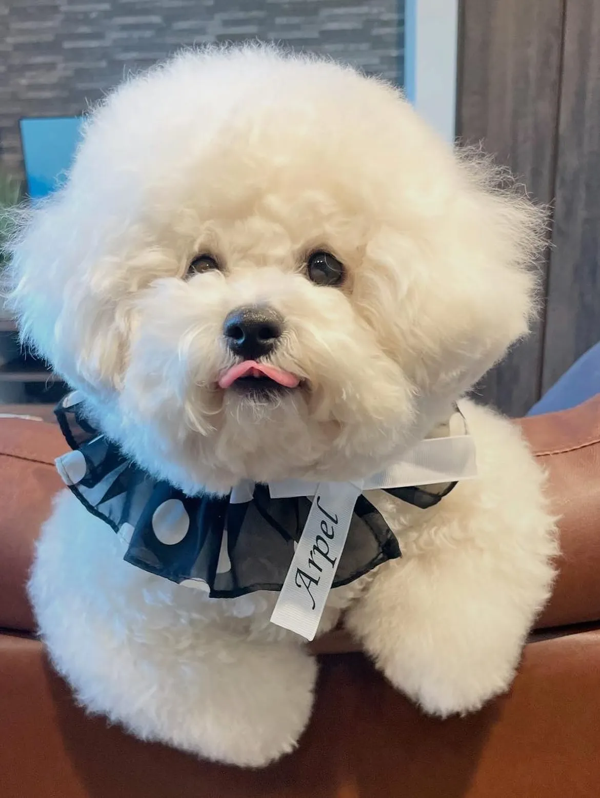 【うちの子名刺/アルファベットART/1頭デザイン】