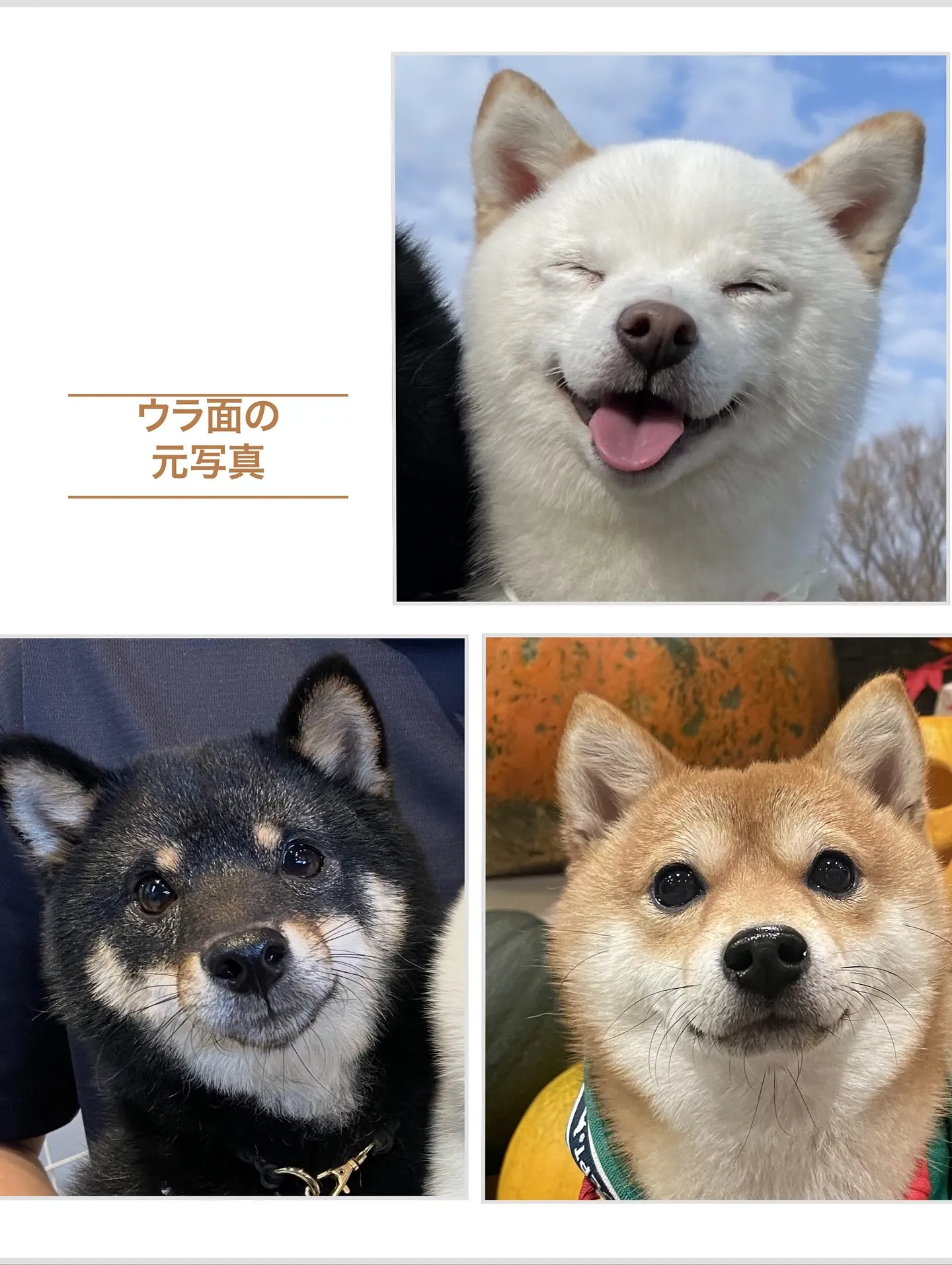 【うちの子名刺／アルファベットART／3頭デザイン】