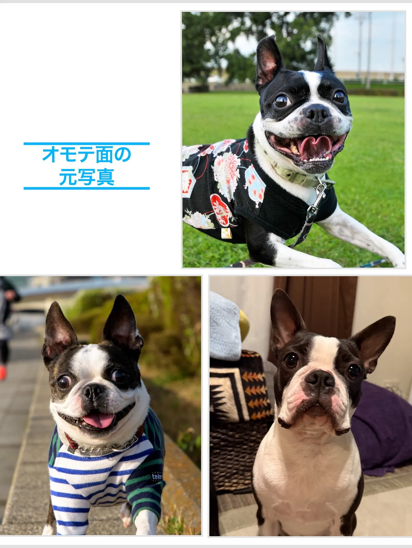 【うちの子名刺／アルファベットART／3頭デザイン】