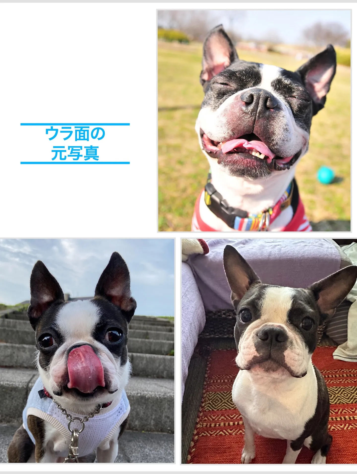 【うちの子名刺／アルファベットART／3頭デザイン】