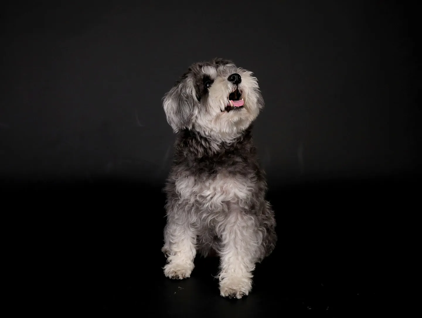 【BLACK Backdrop Photoshoot -So...