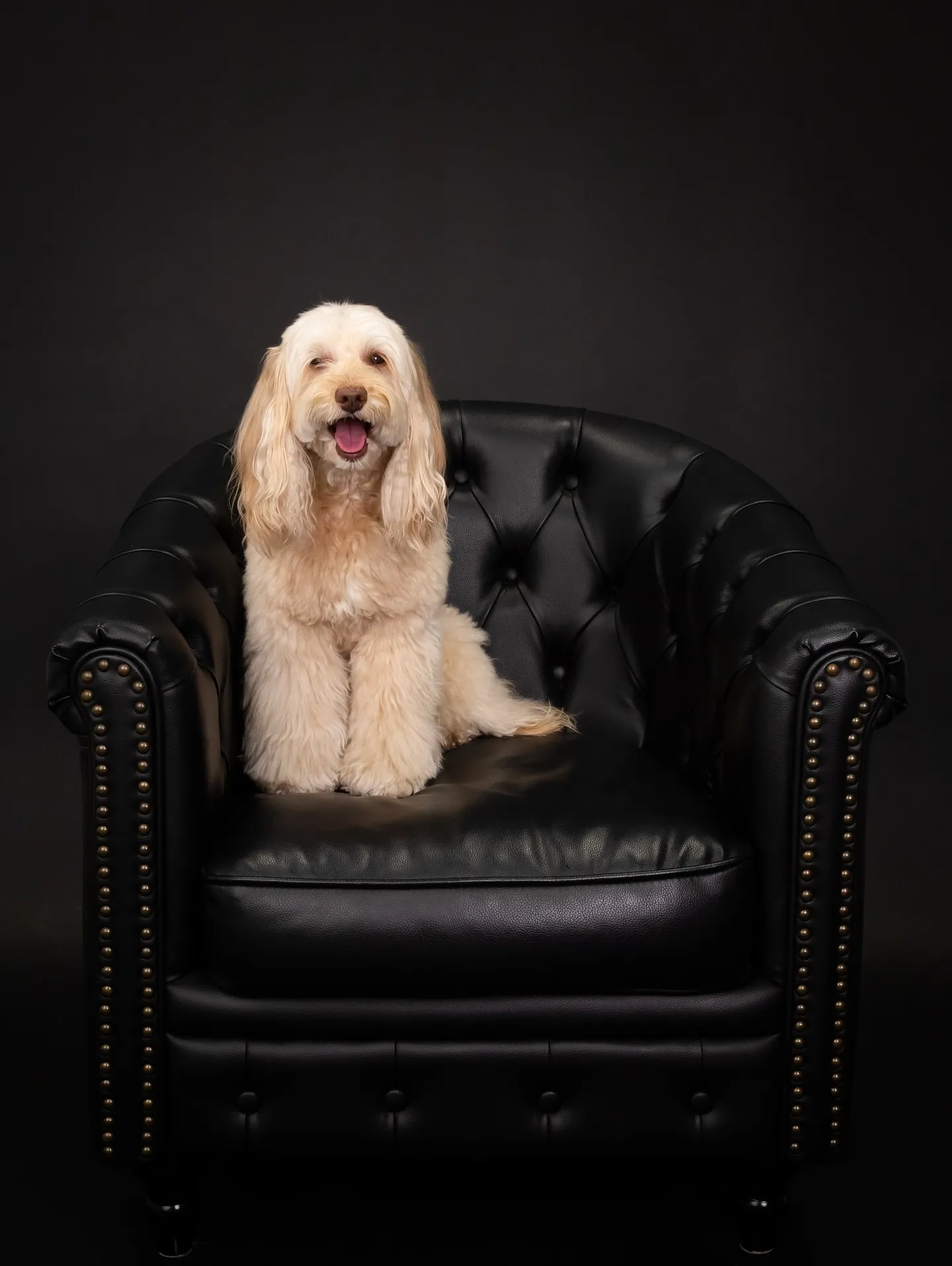 【BLACK Backdrop Photoshoot -BL...