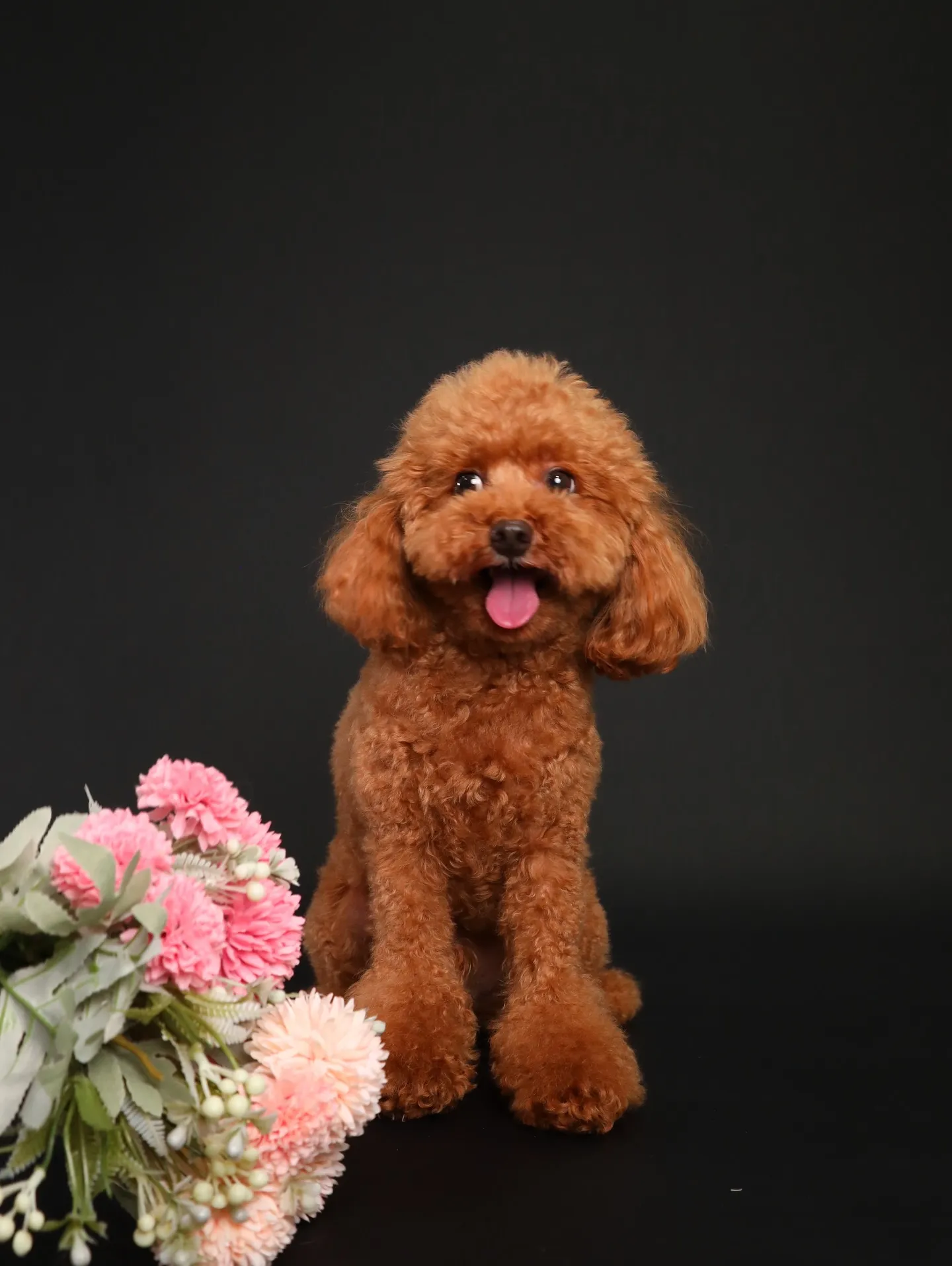 【BLACK Backdrop Photoshoot -So...