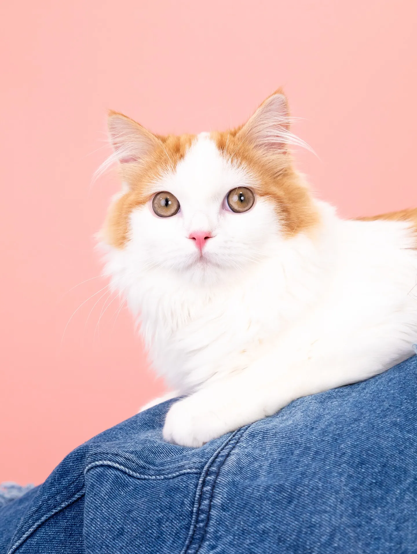 【PINK🌸Backdrop Photoshoot】