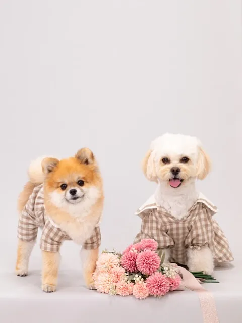 【Light-GRAY Backdrop Photoshoo...