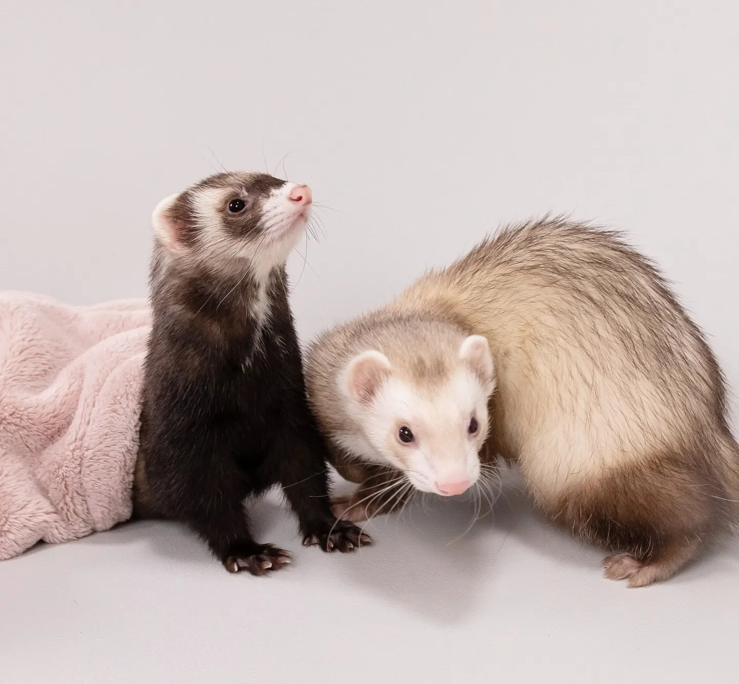 【Light-GRAY Backdrop Photoshoo...