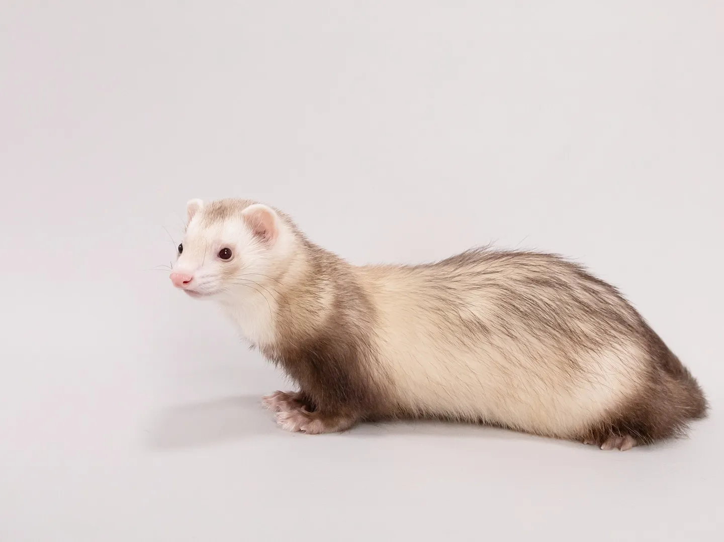 【Light-GRAY Backdrop Photoshoo...