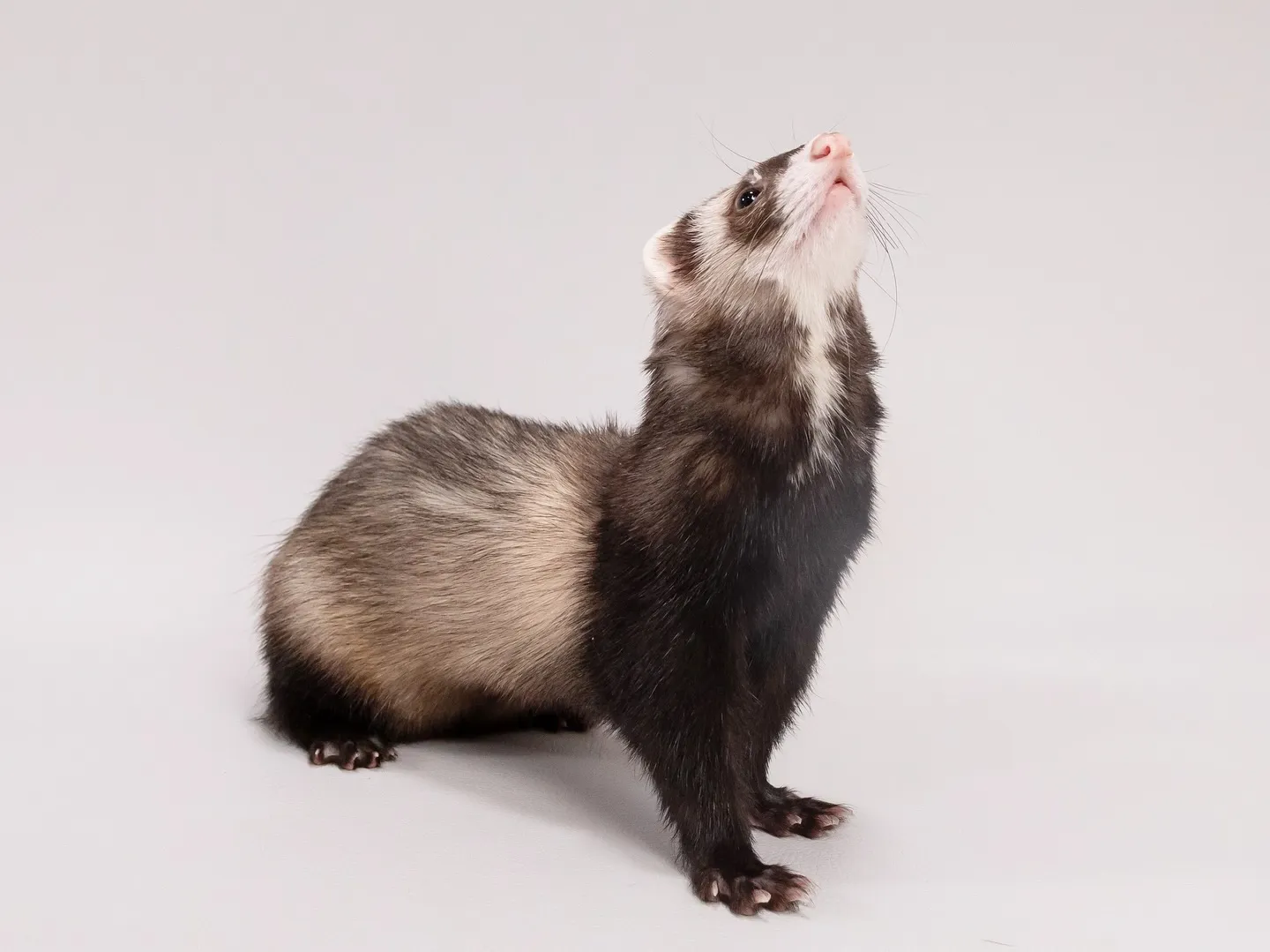 【Light-GRAY Backdrop Photoshoo...