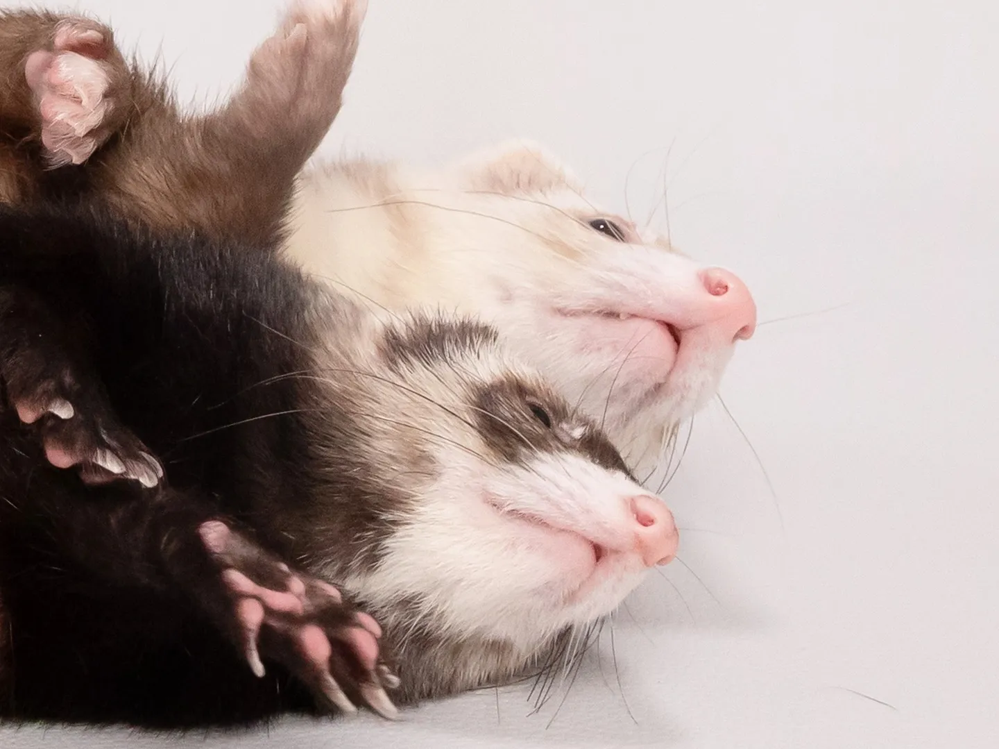 【Light-GRAY Backdrop Photoshoo...