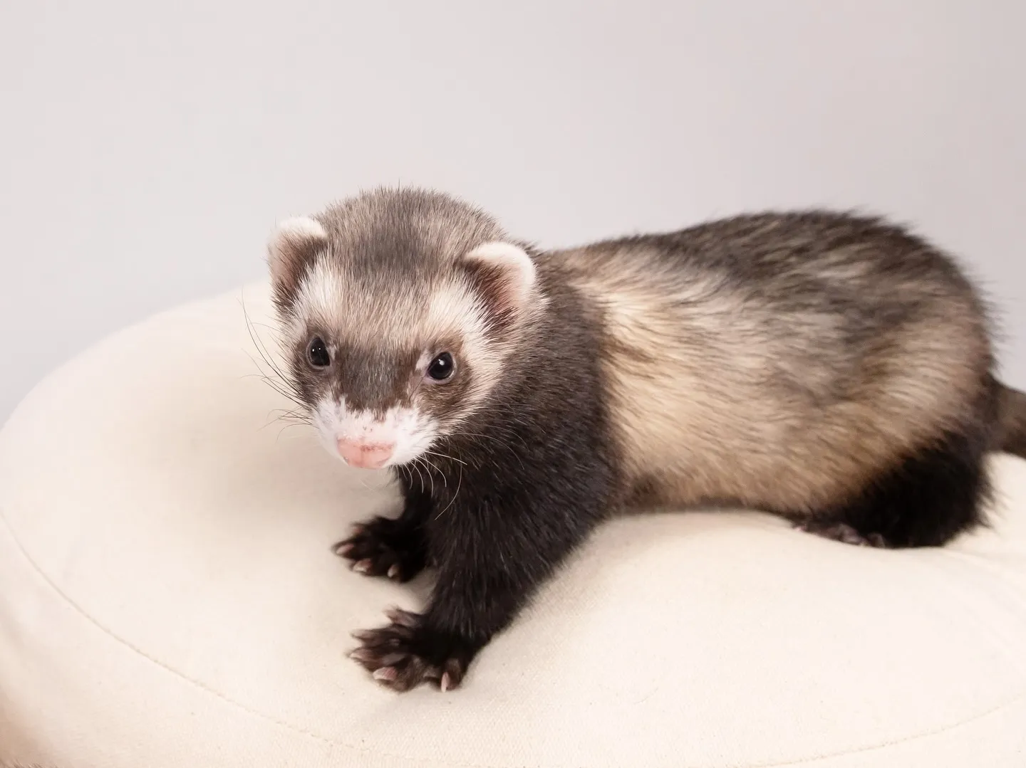 【Light-GRAY Backdrop Photoshoo...