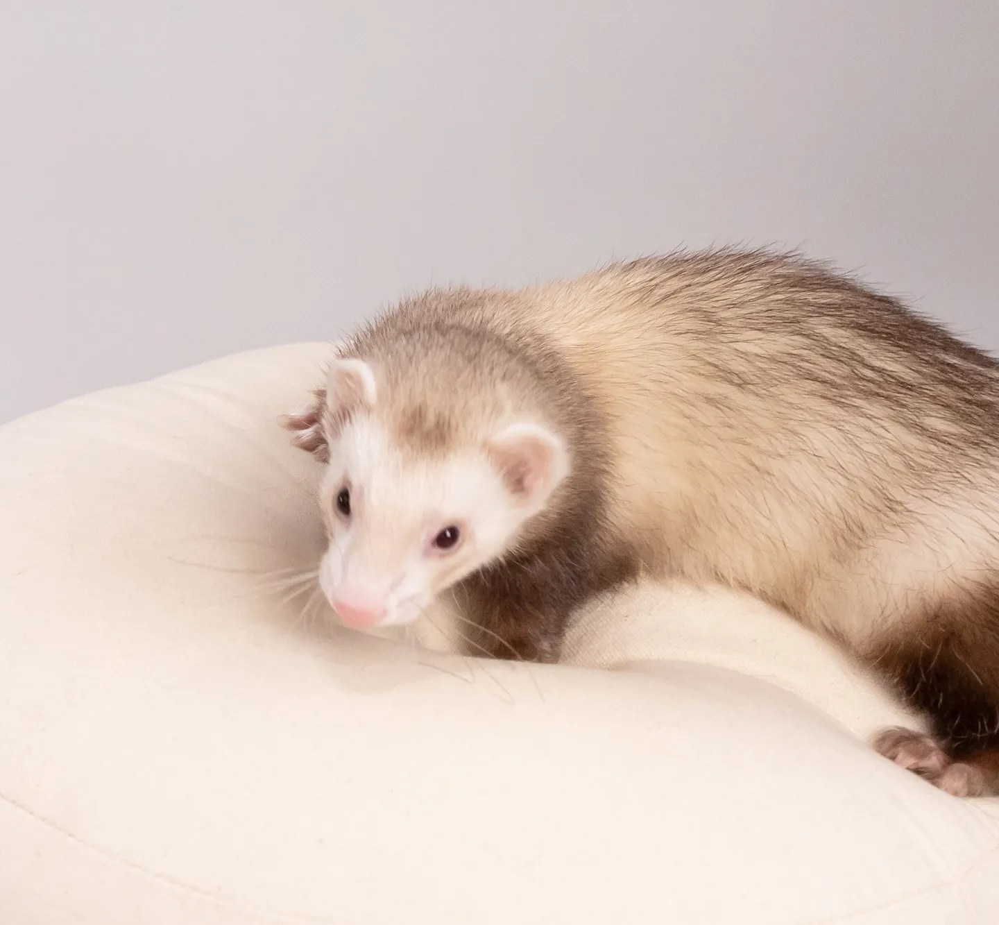 【Light-GRAY Backdrop Photoshoo...