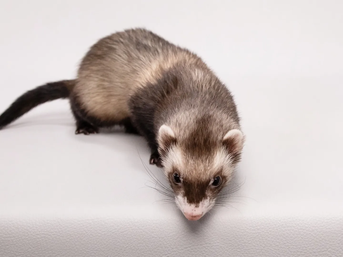 【Light-GRAY Backdrop Photoshoo...