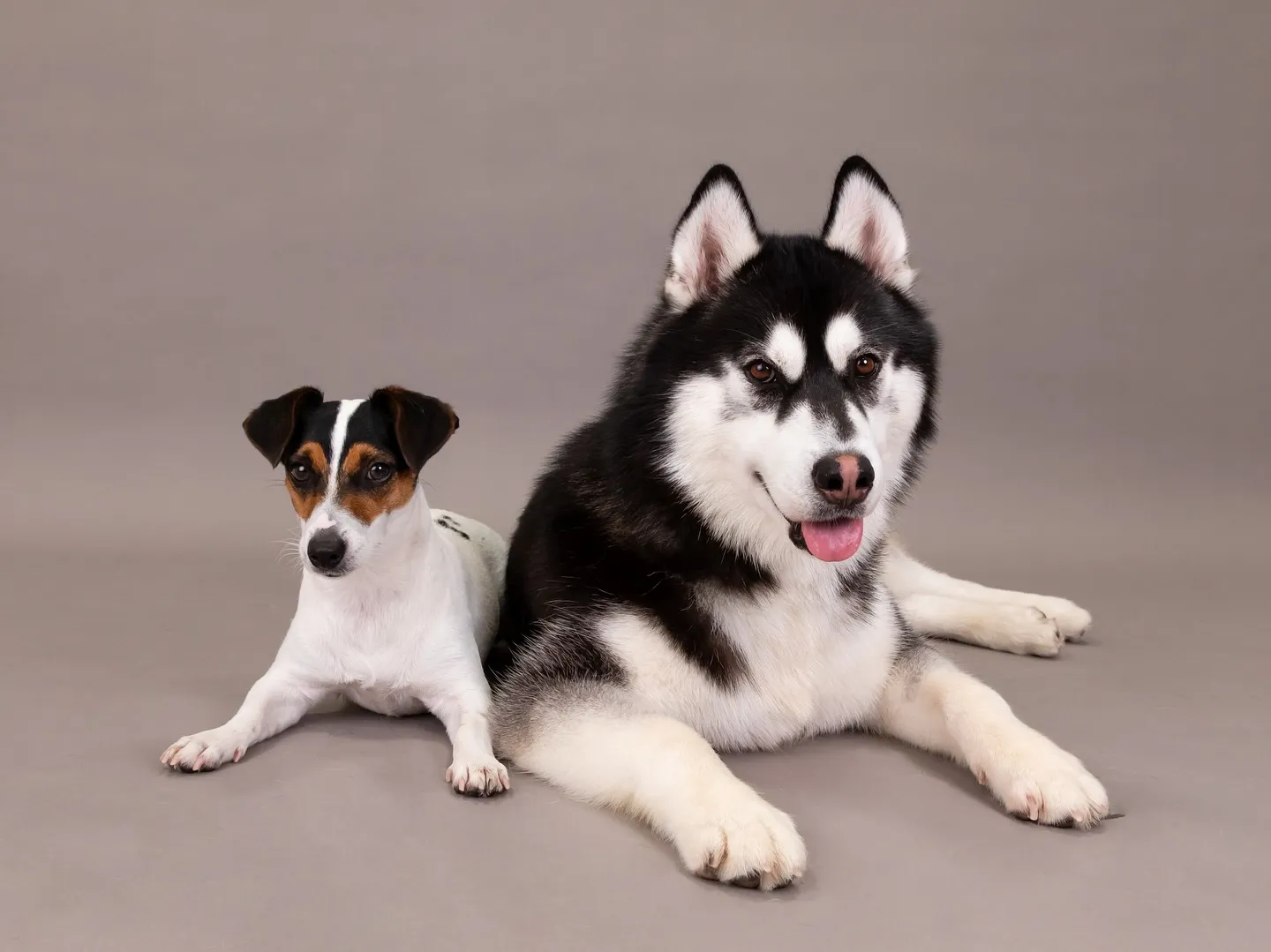 【GRAY Backdrop Photoshoot -2wa...