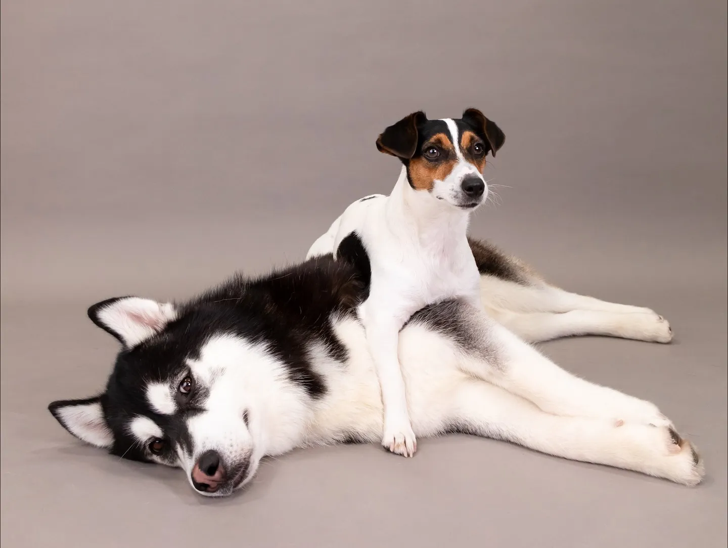 【GRAY Backdrop Photoshoot -2wa...