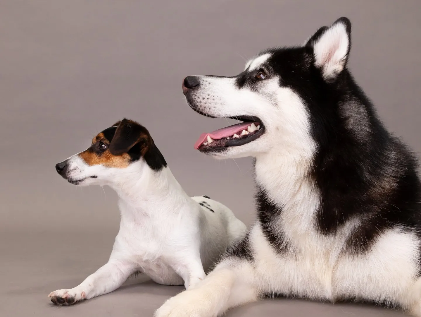 【GRAY Backdrop Photoshoot -2wa...