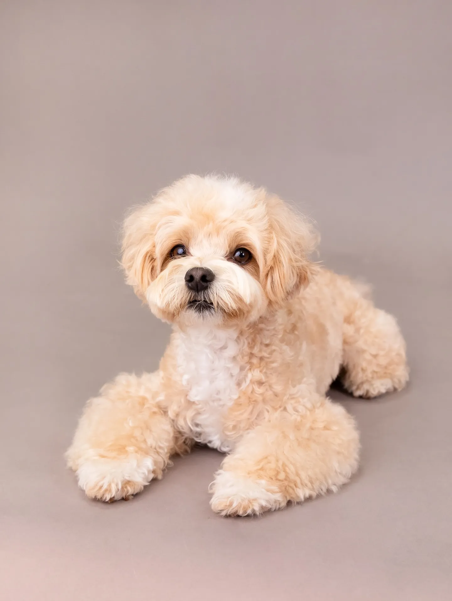 【GRAY Backdrop Photoshoot】