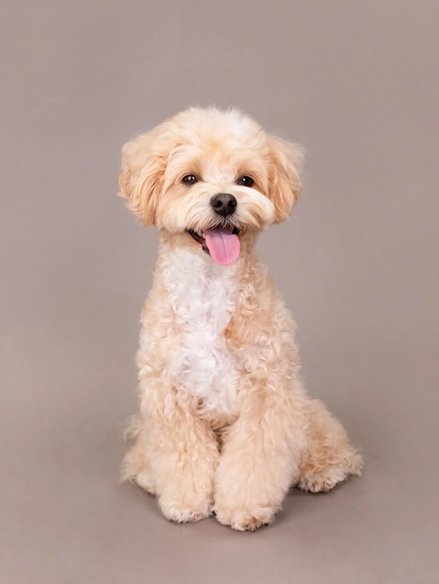 【GRAY Backdrop Photoshoot】