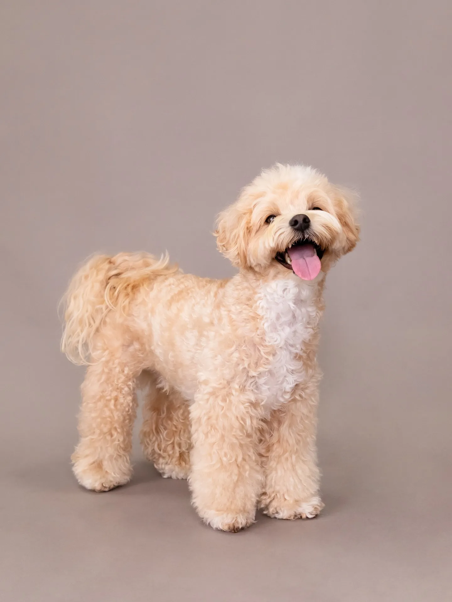 【GRAY Backdrop Photoshoot】