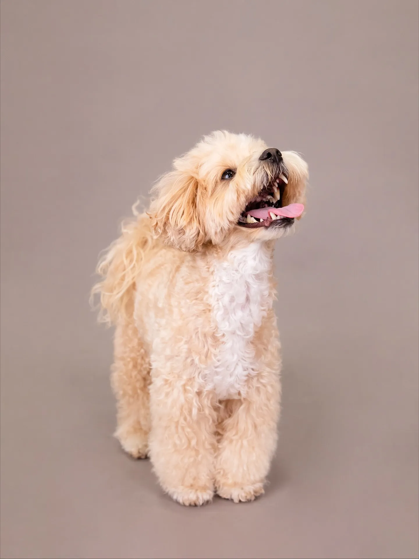 【GRAY Backdrop Photoshoot】