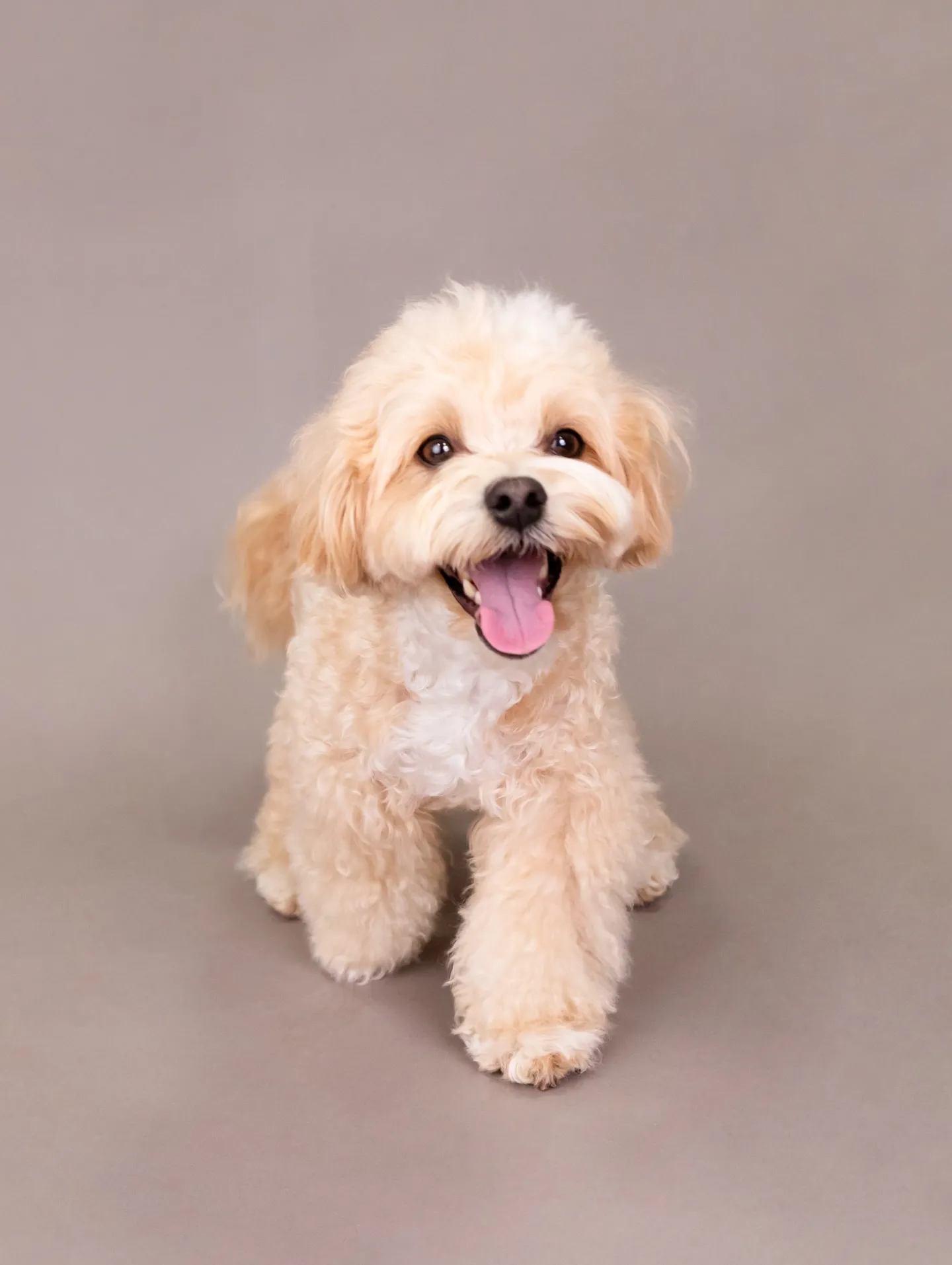 【GRAY Backdrop Photoshoot】