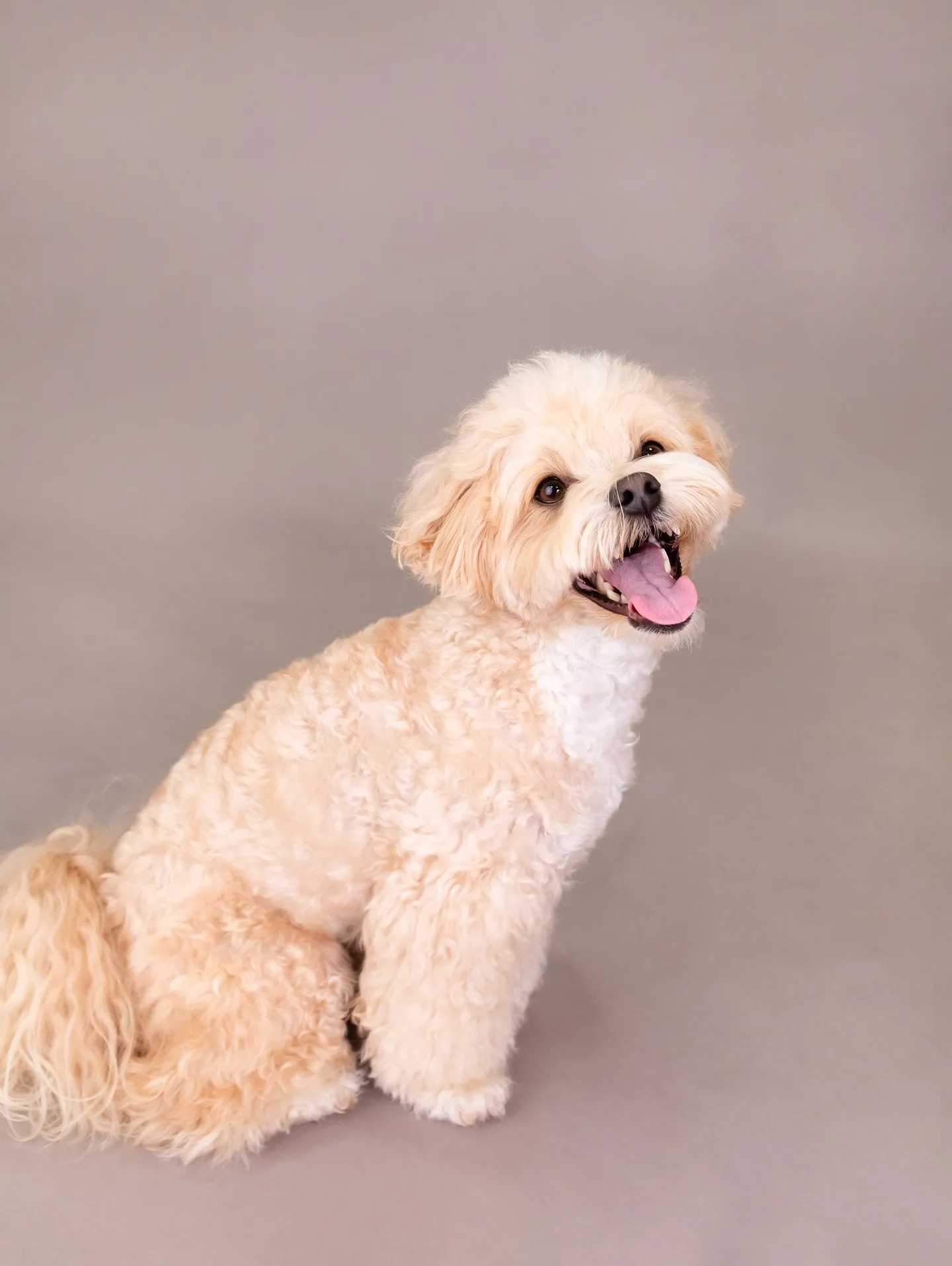 【GRAY Backdrop Photoshoot】