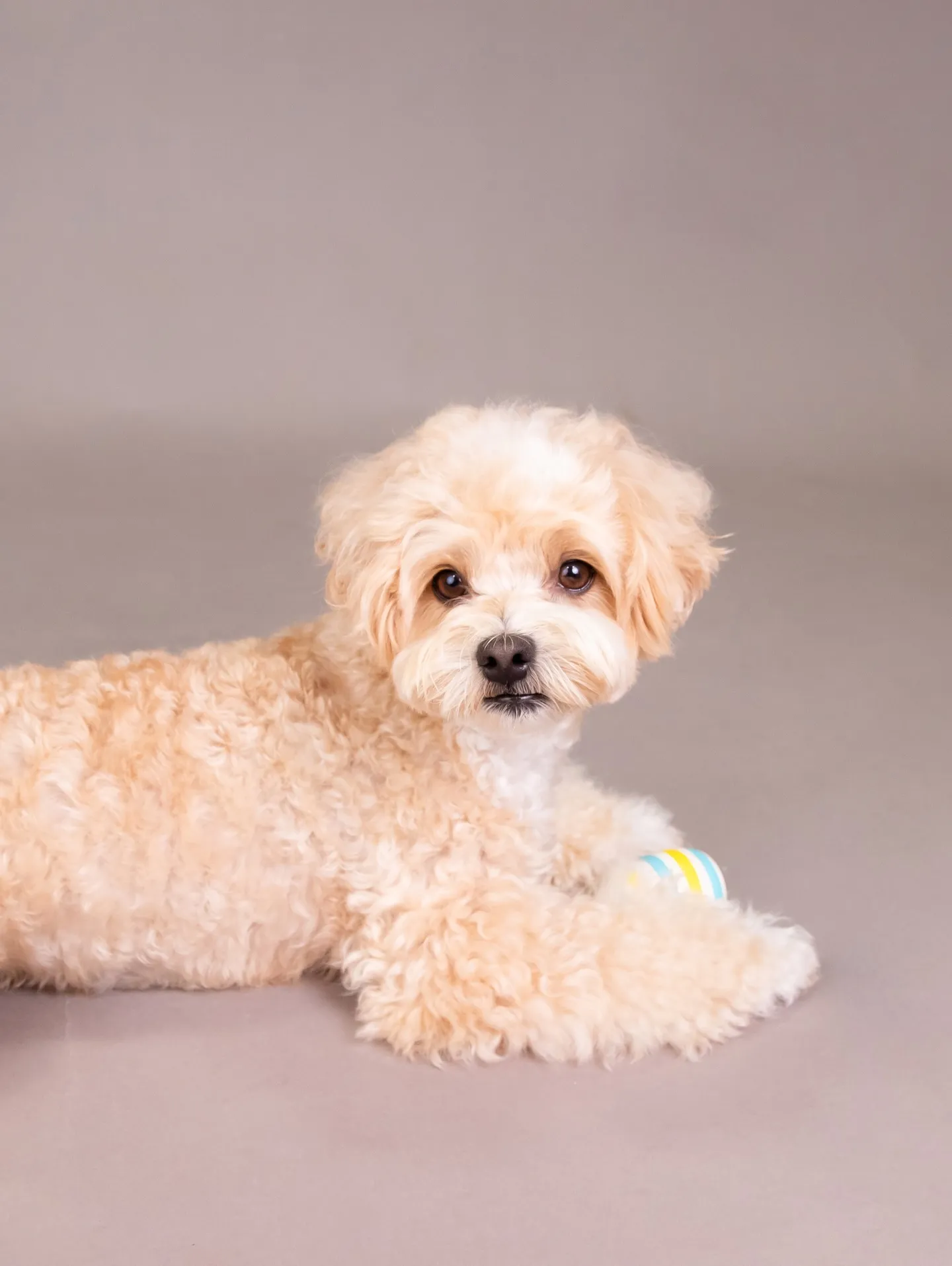 【GRAY Backdrop Photoshoot】