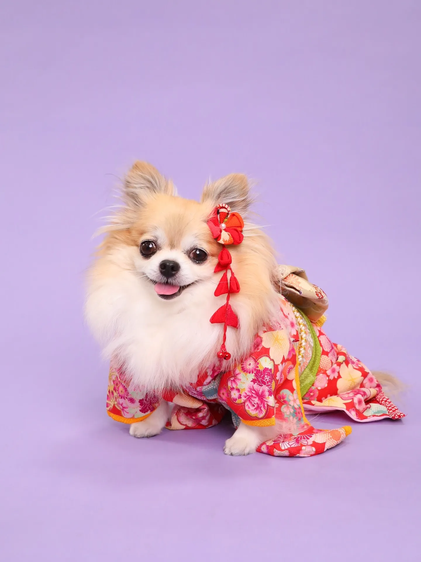 【PURPLE🪻Backdrop Photoshoot -S...