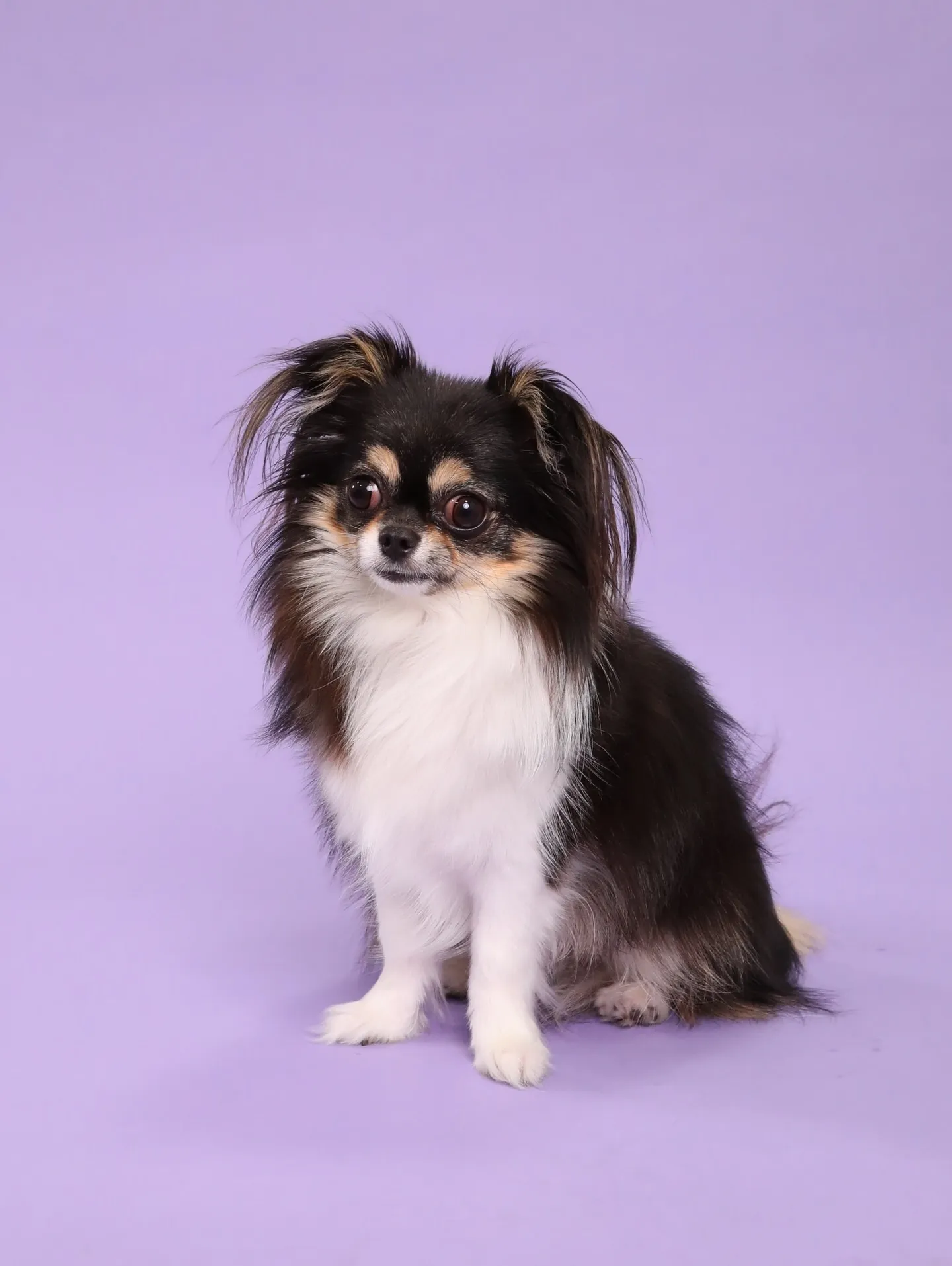 【PURPLE🪻Backdrop Photoshoot -S...