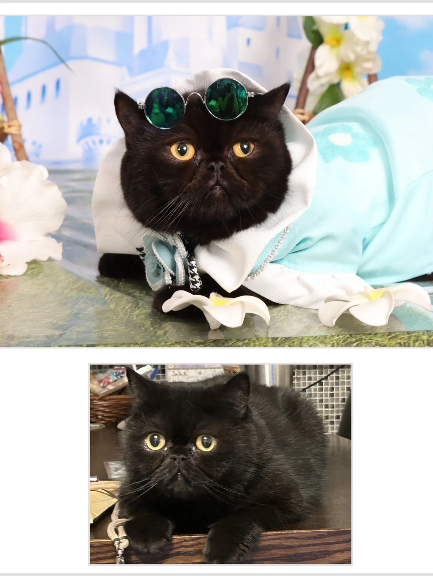 【うちの子名刺／アルファベットART／2頭デザイン】