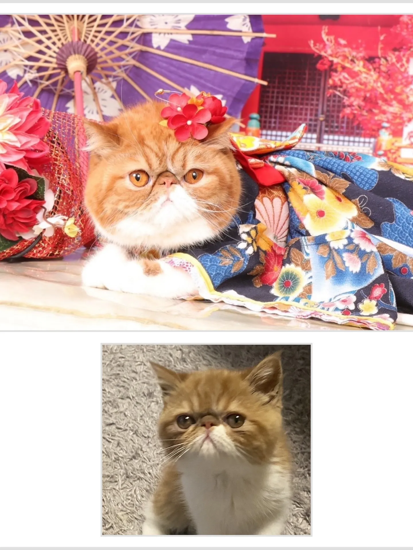 【うちの子名刺／アルファベットART／2頭デザイン】