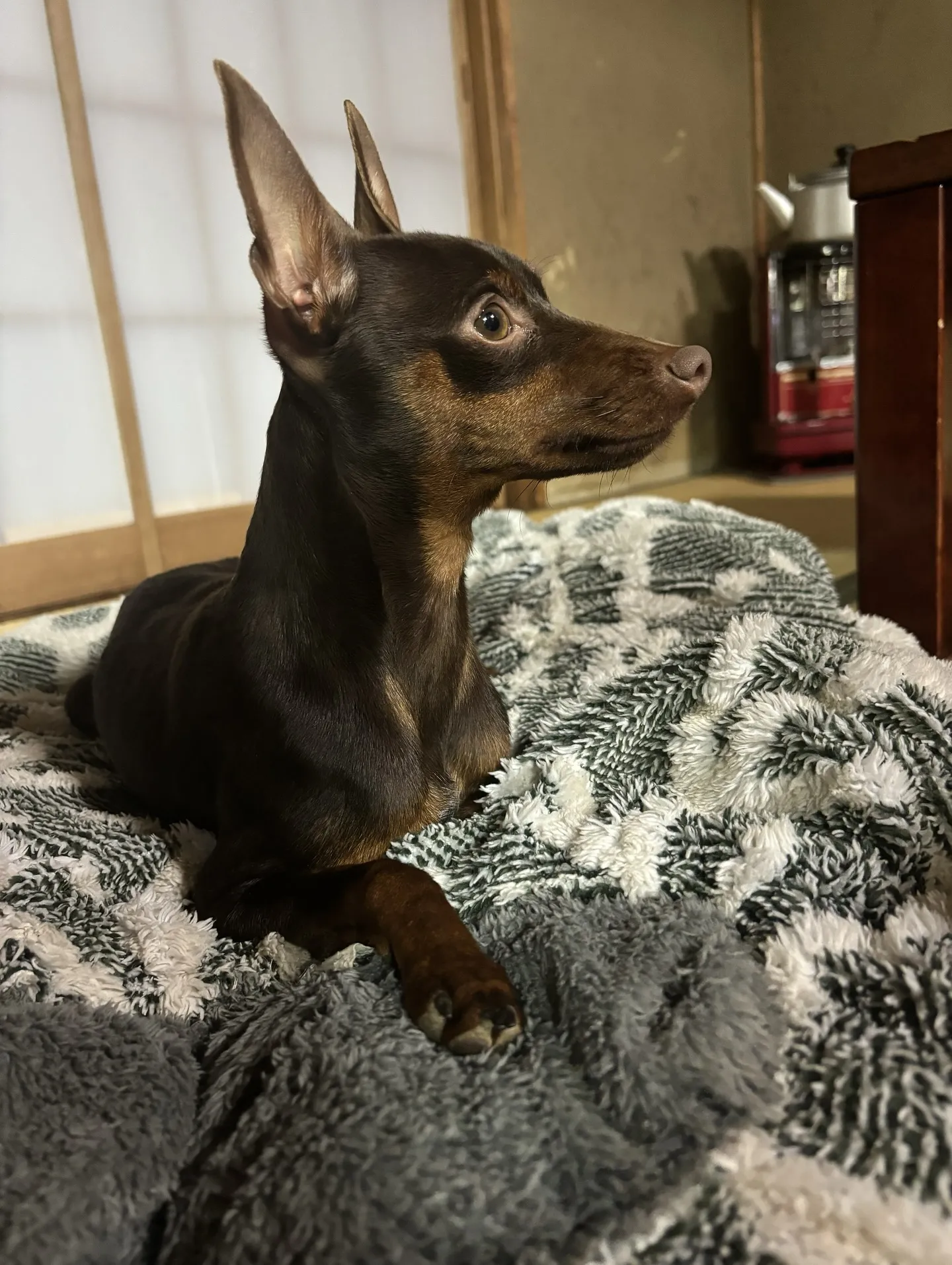 【うちの子名刺／アルファベットART／2頭デザイン】