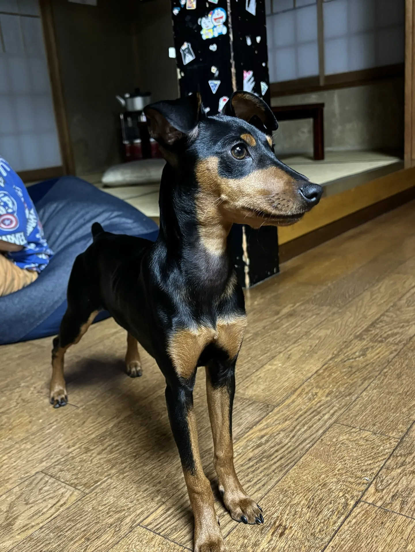 【うちの子名刺／アルファベットART／2頭デザイン】