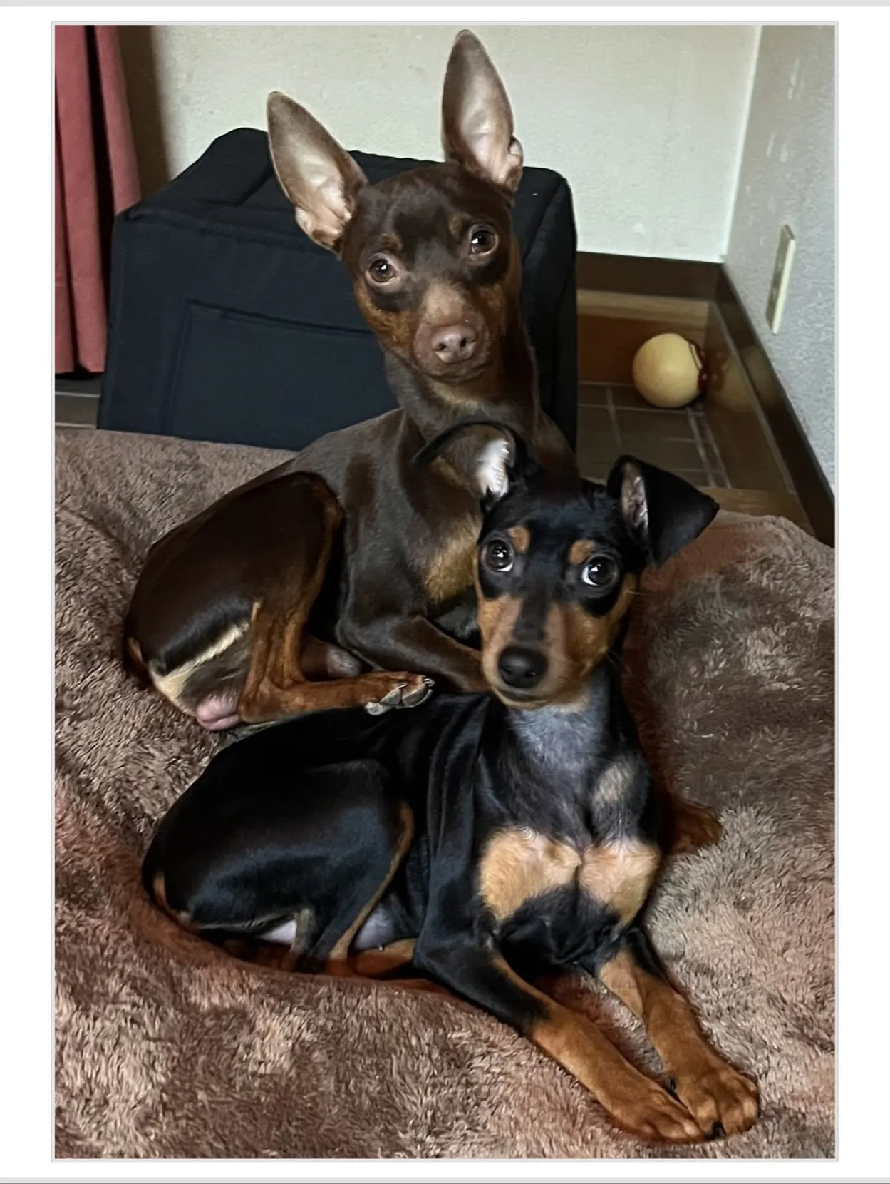 【うちの子名刺／アルファベットART／2頭デザイン】