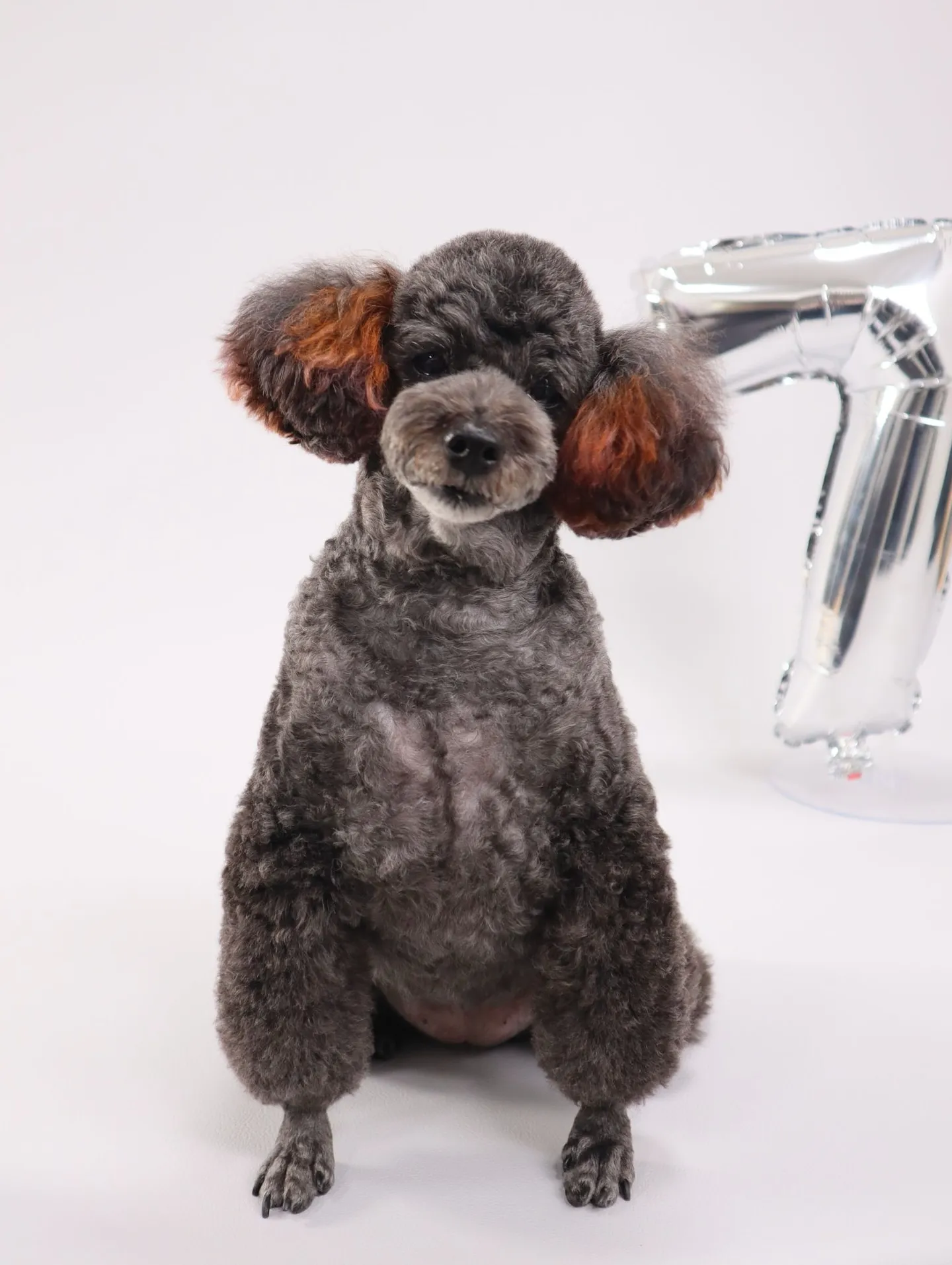 【うちの子名刺／アルファベットART／1頭デザイン】