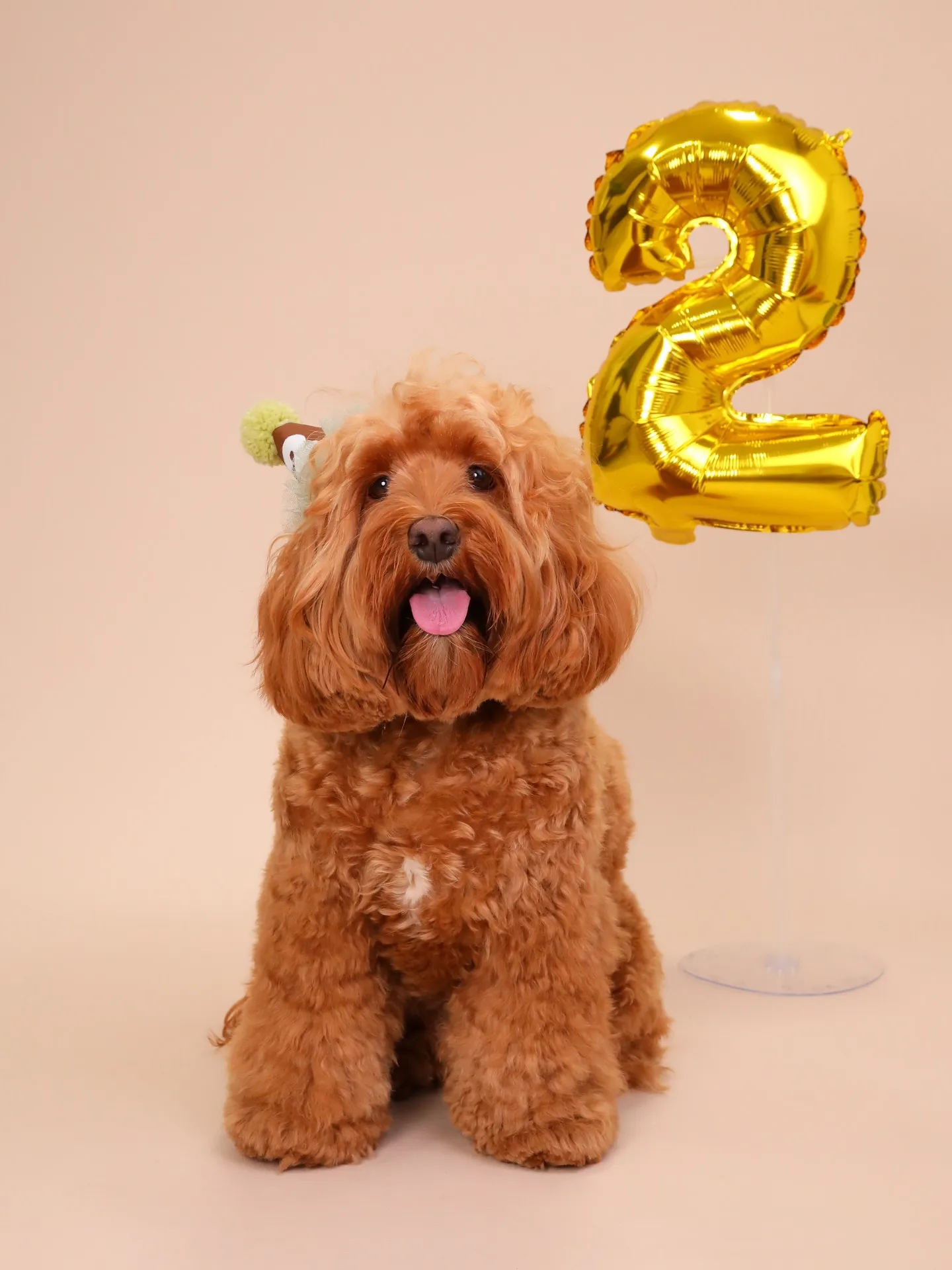 【BEIGE Backdrop Photoshoot -So...