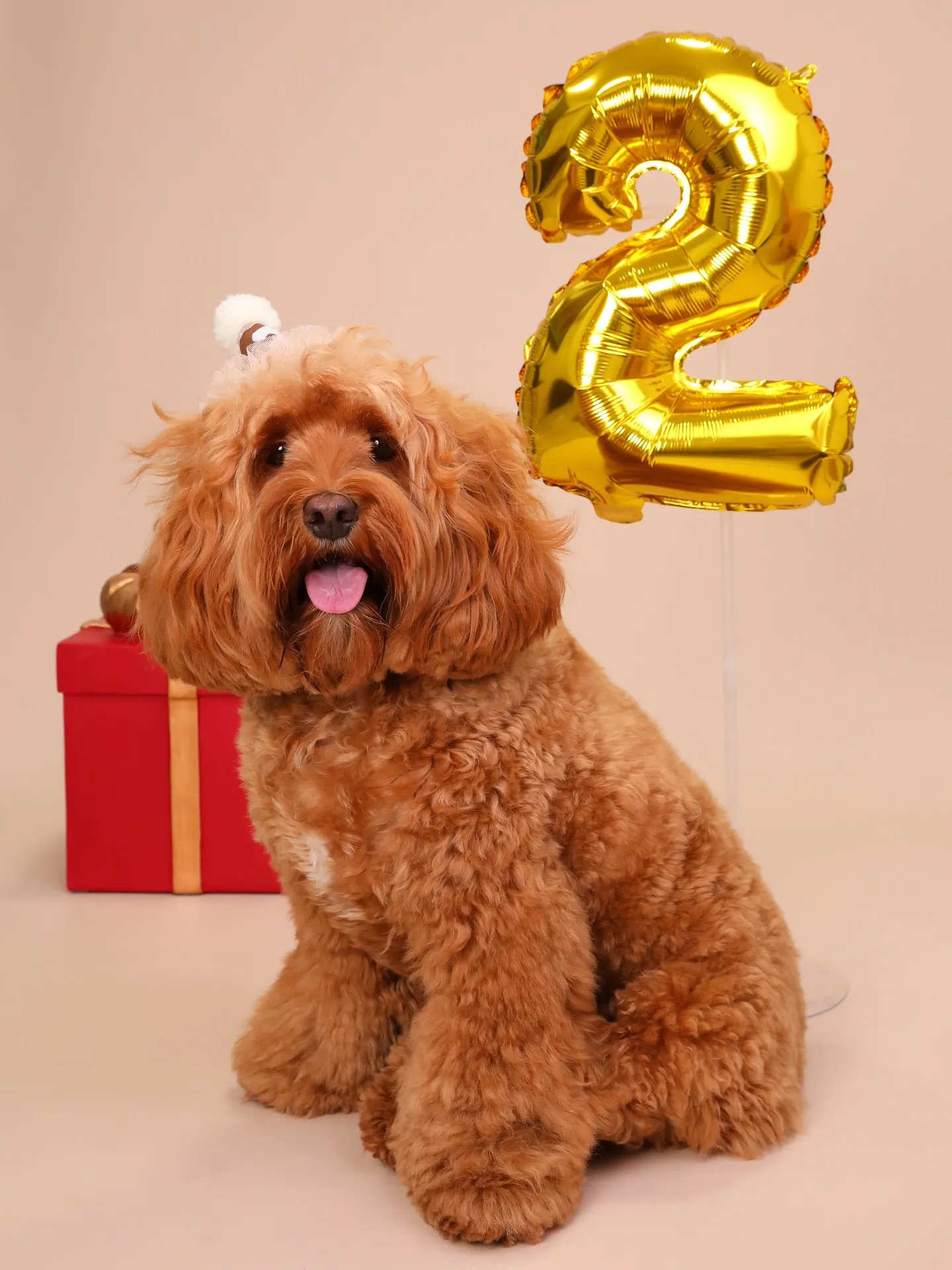 【BEIGE Backdrop Photoshoot -So...