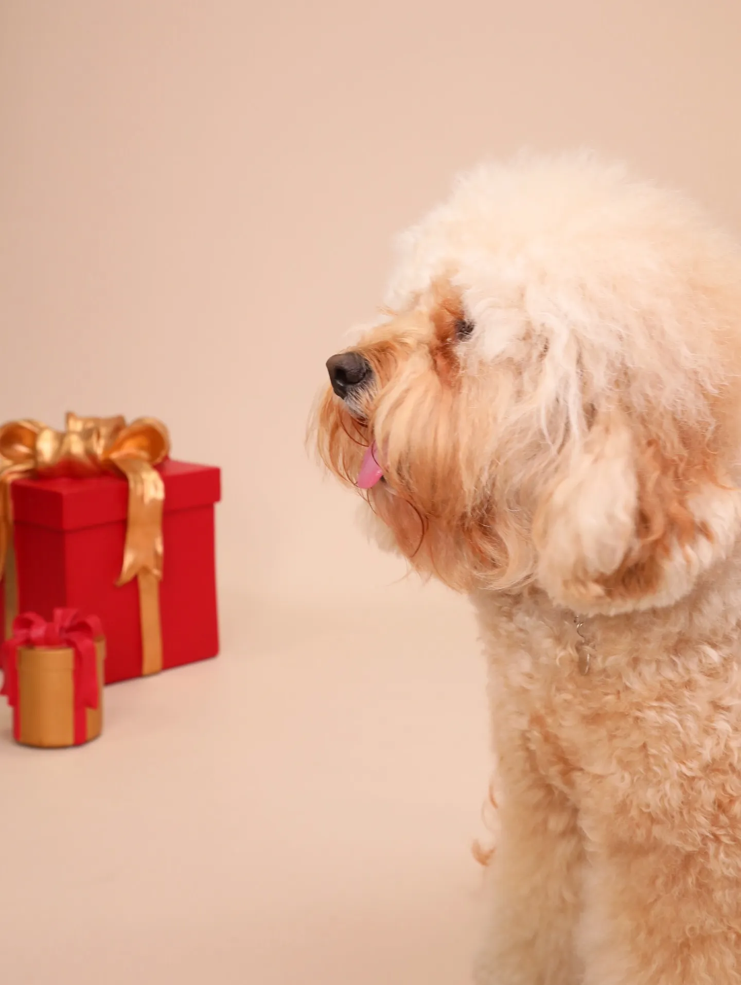 【BEIGE Backdrop Photoshoot -So...