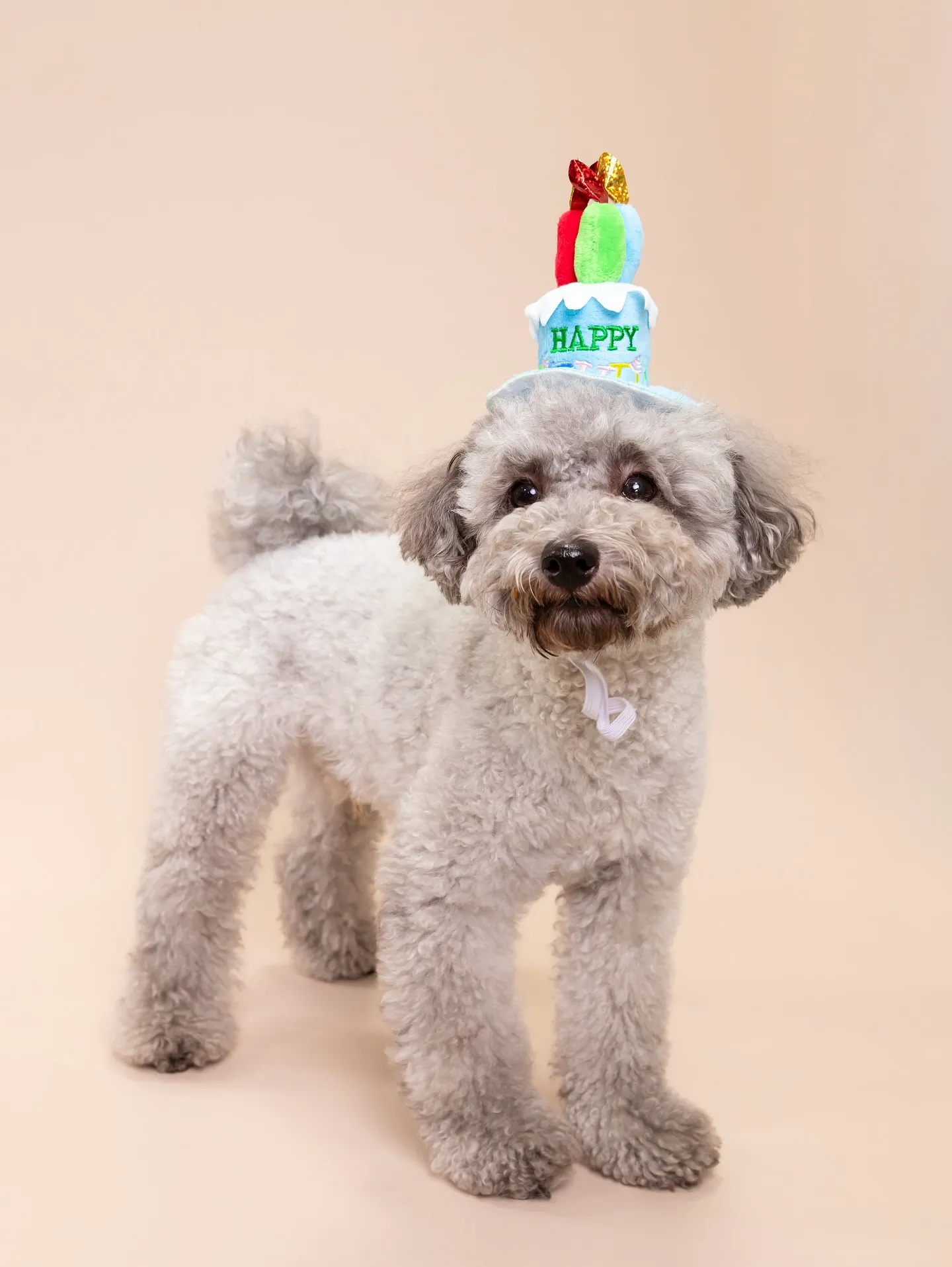 【BEIGE Backdrop Photoshoot -So...