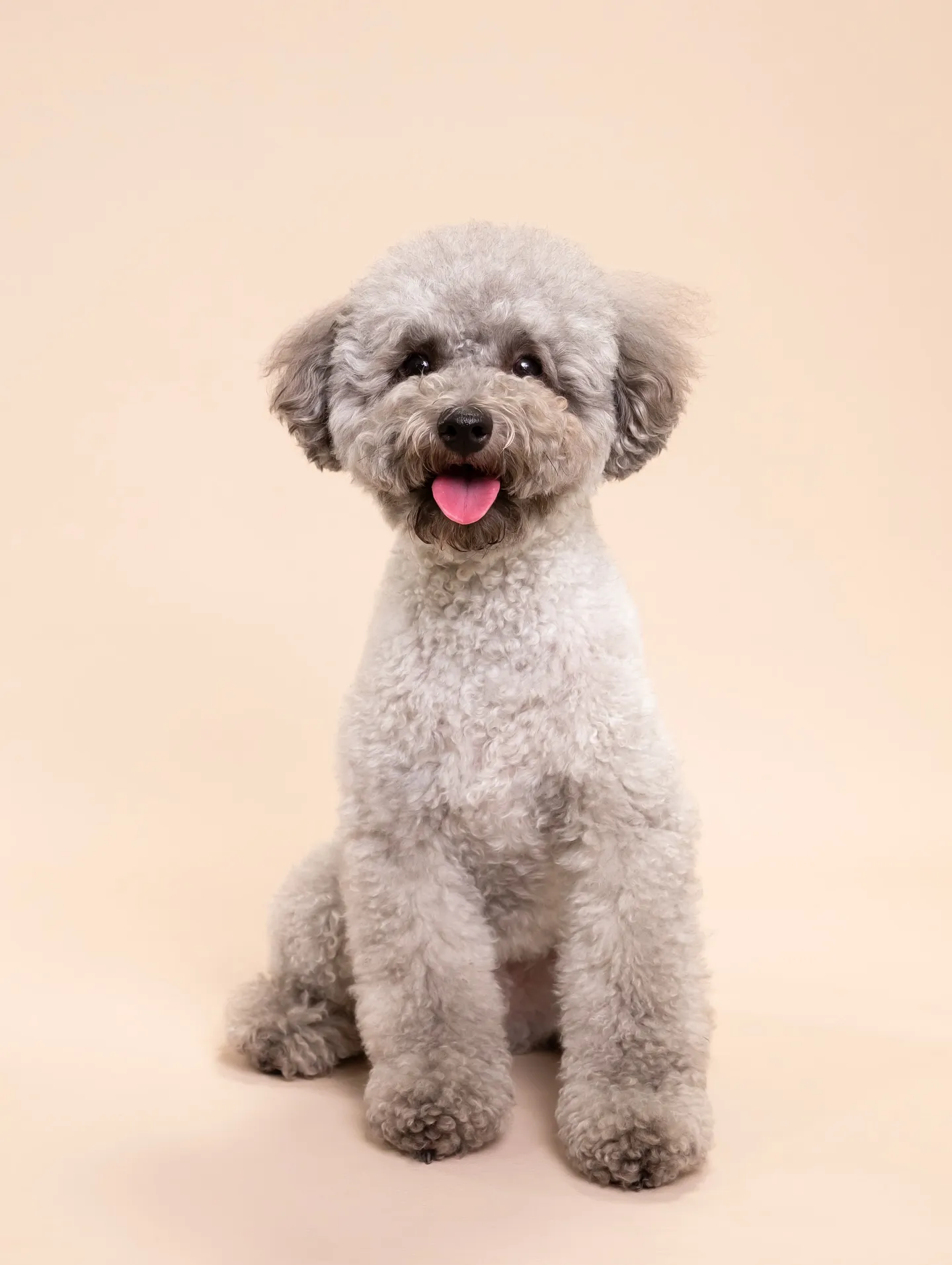 【BEIGE Backdrop Photoshoot -So...